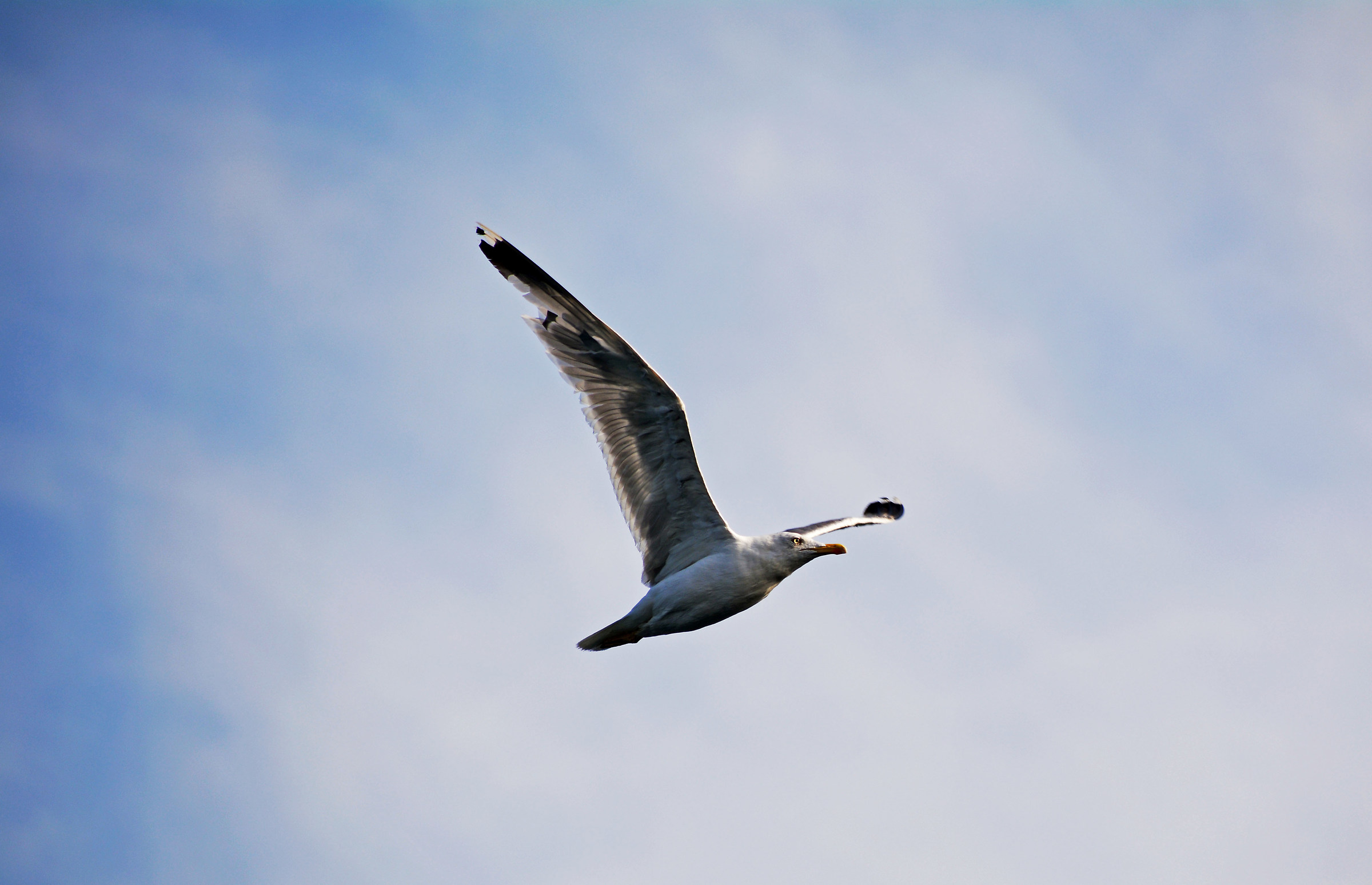Seagull from the Galata