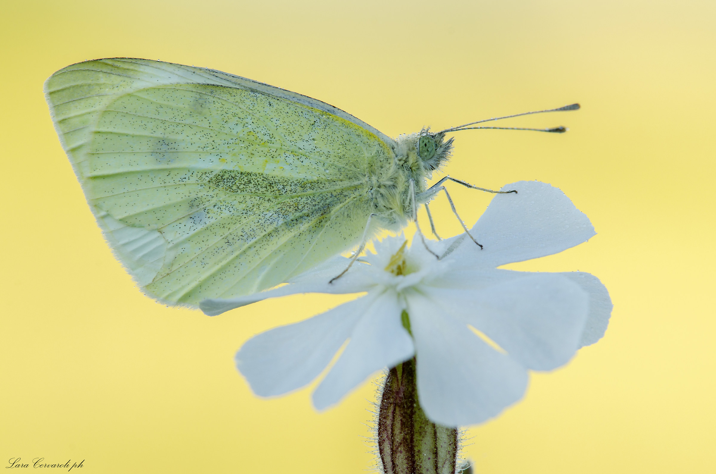 Pieris on a white flower