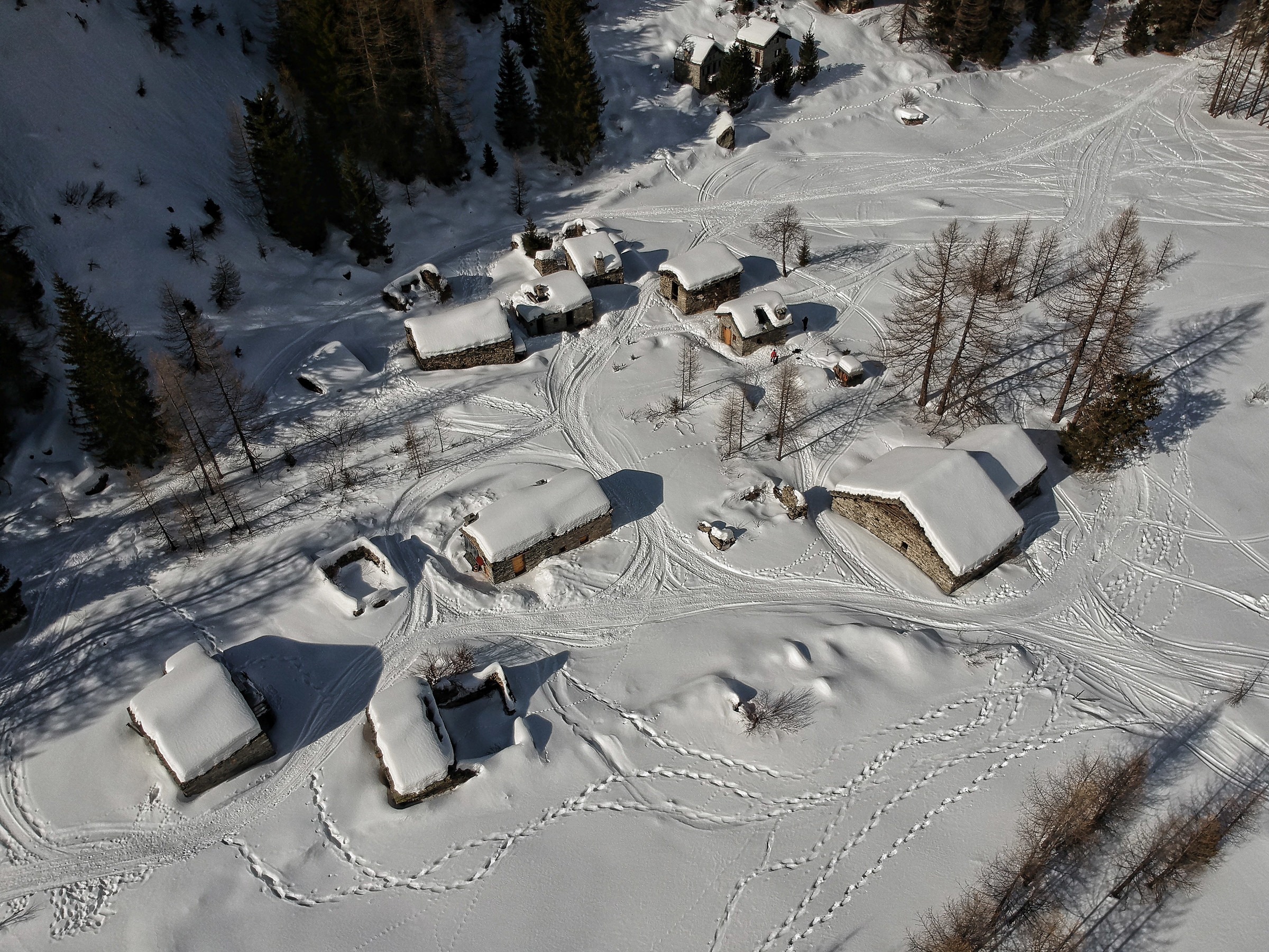 Forbicina alta Valmalenco