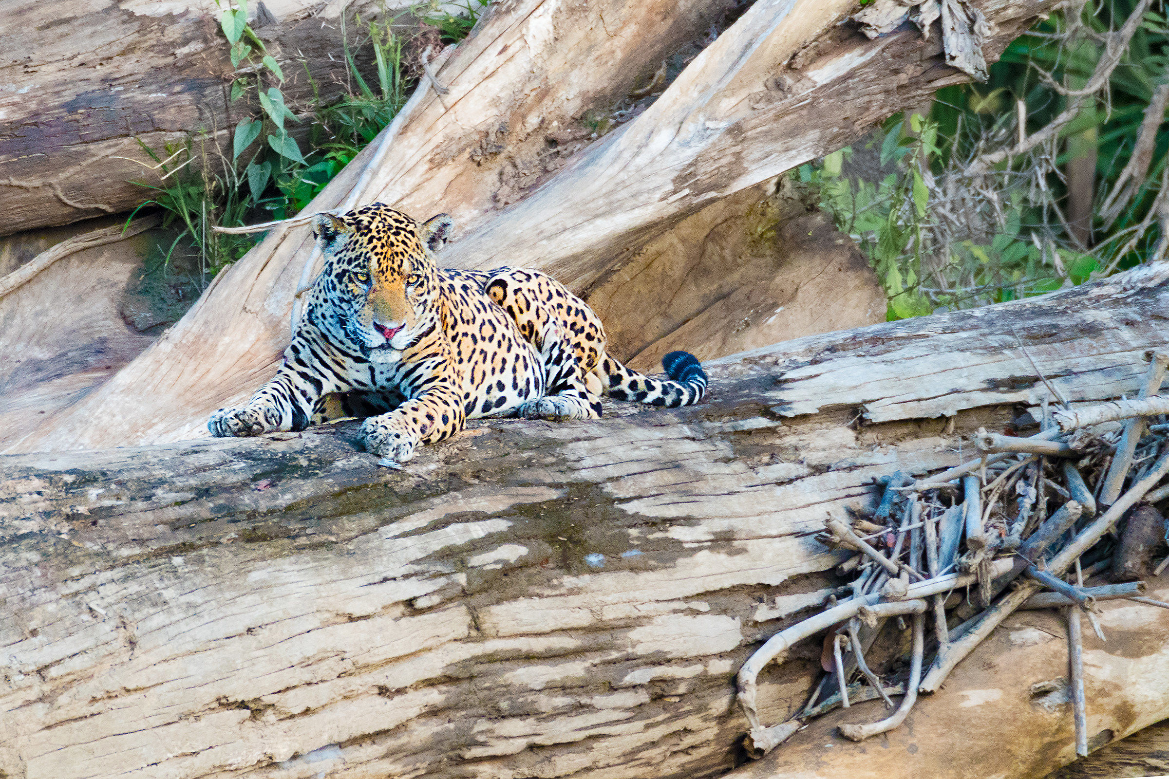Looking for the jaguar in Manu NP