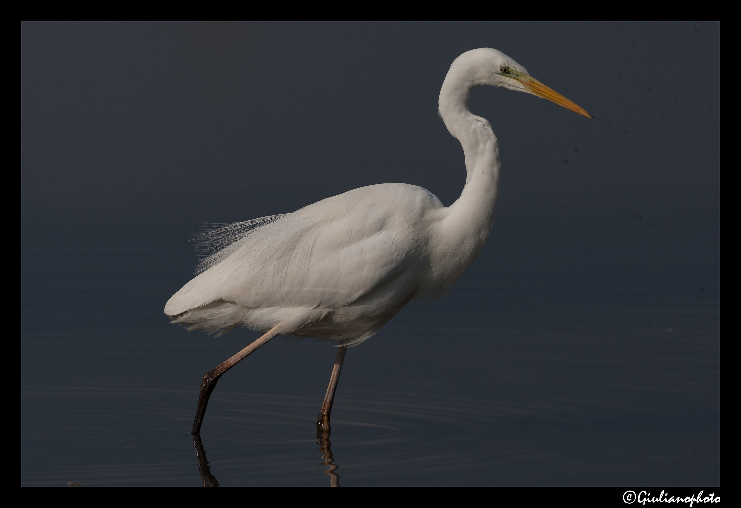 White heron