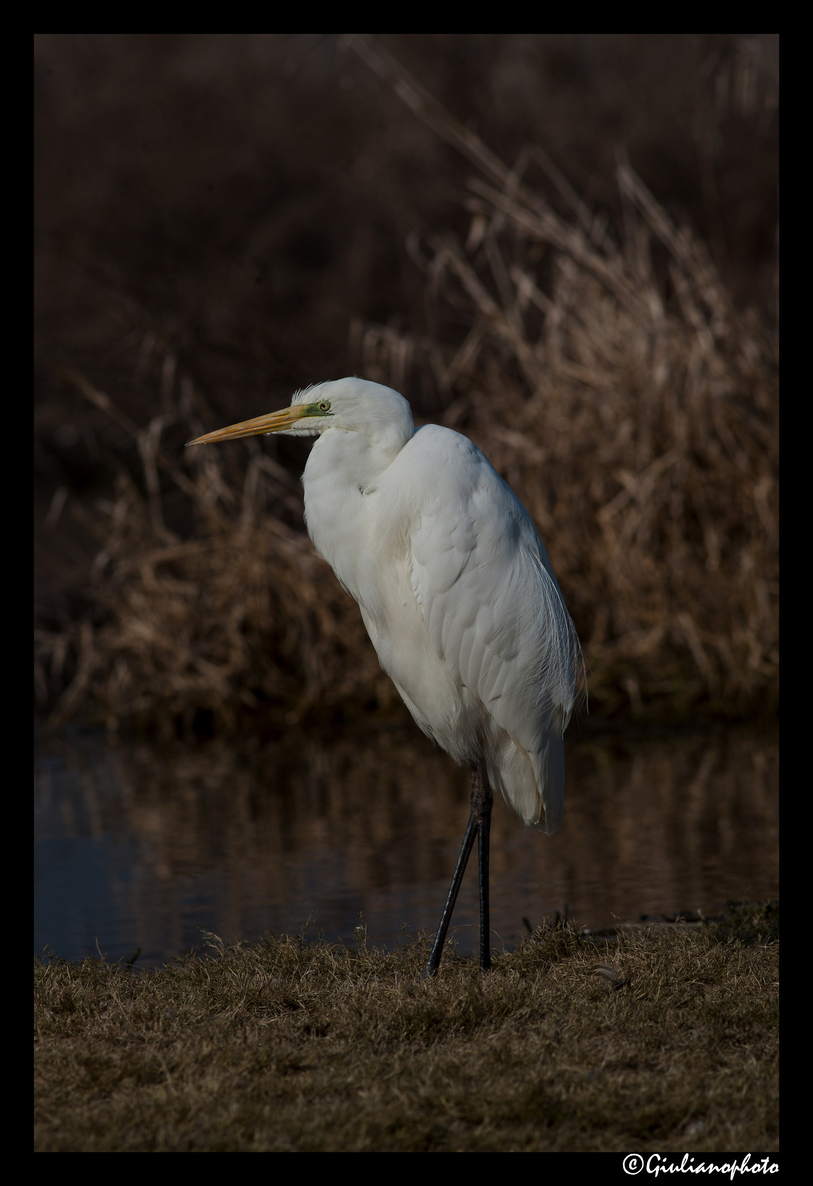 White heron