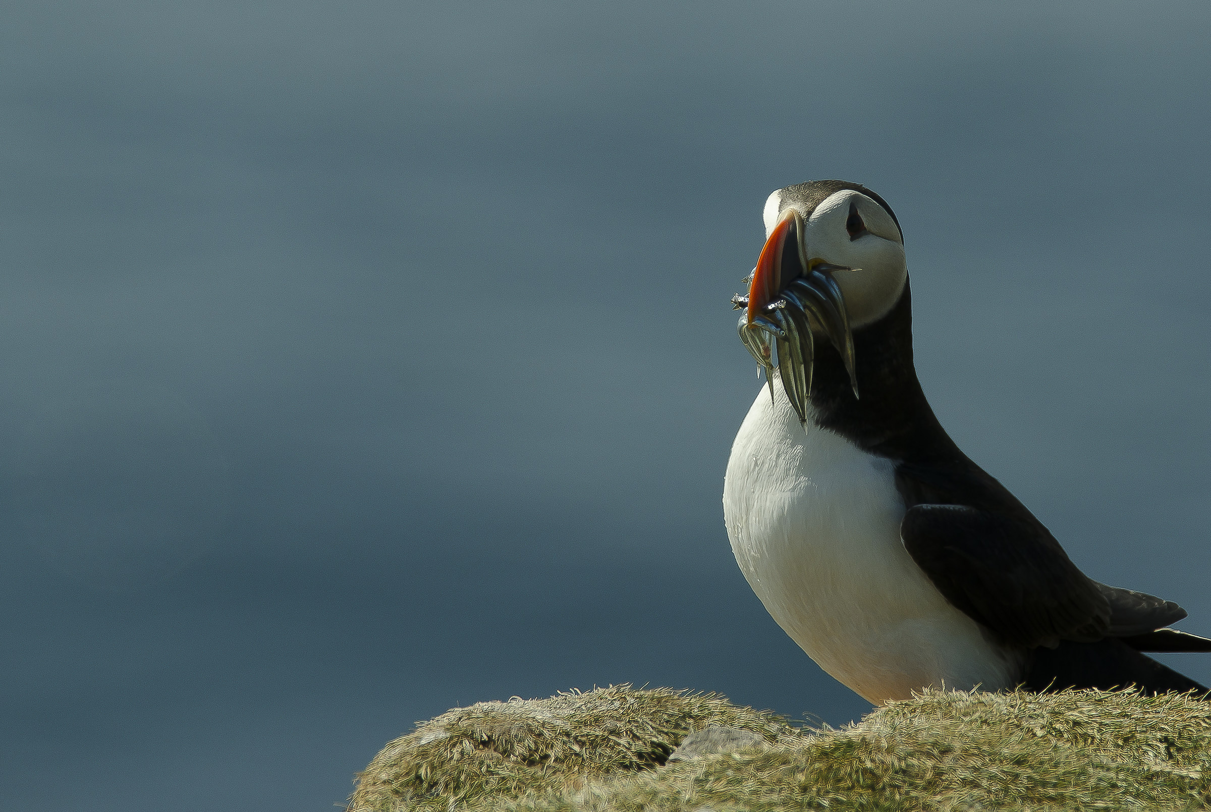 Puffin