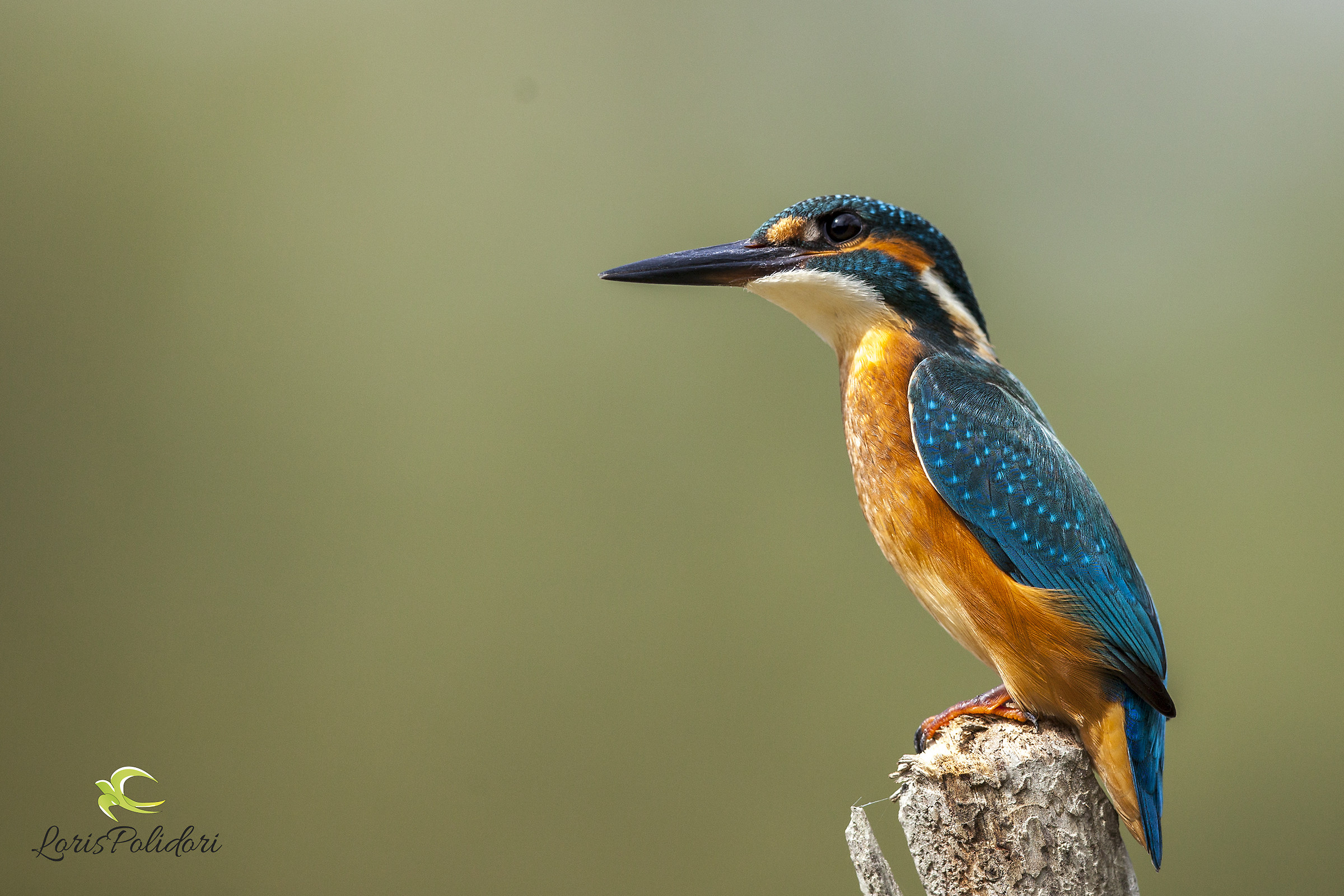 Kingfisher