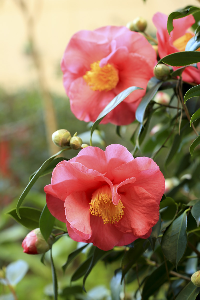 Beginning of Primavarile