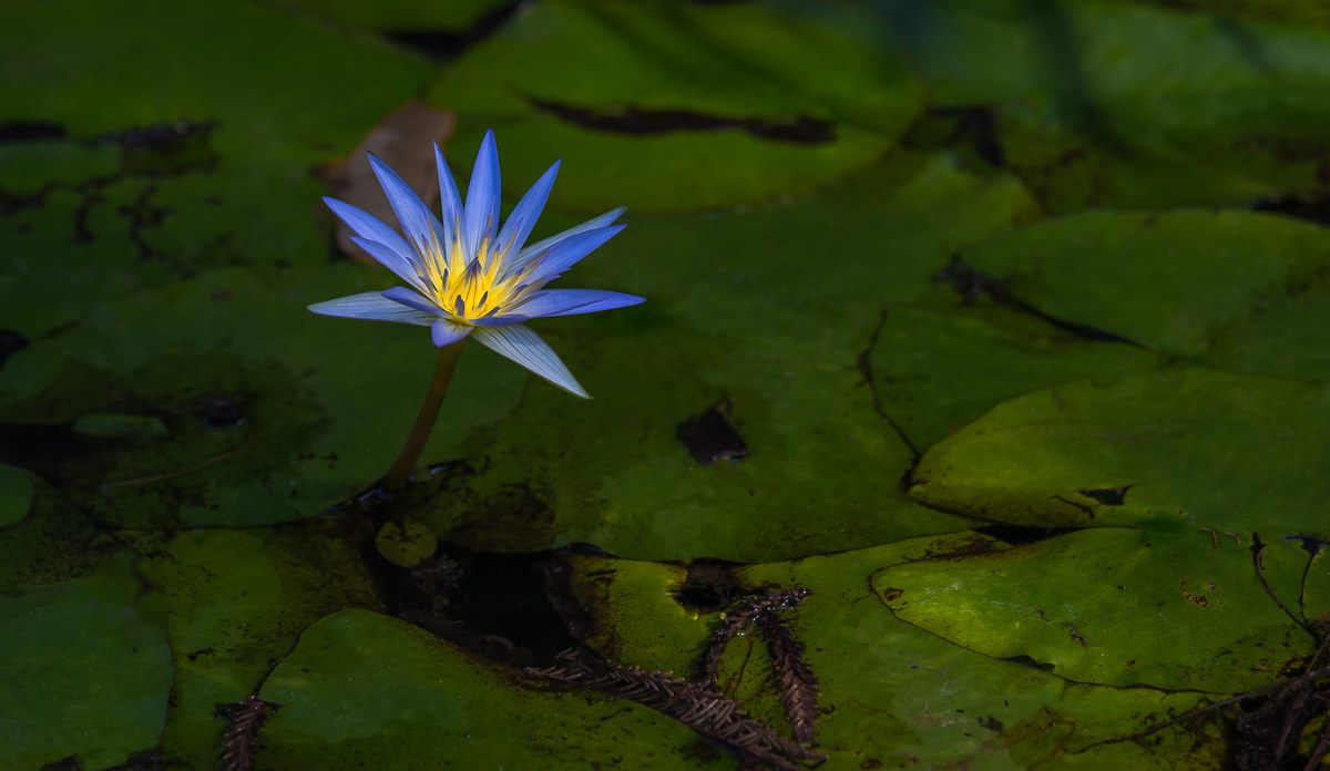 light and life..........