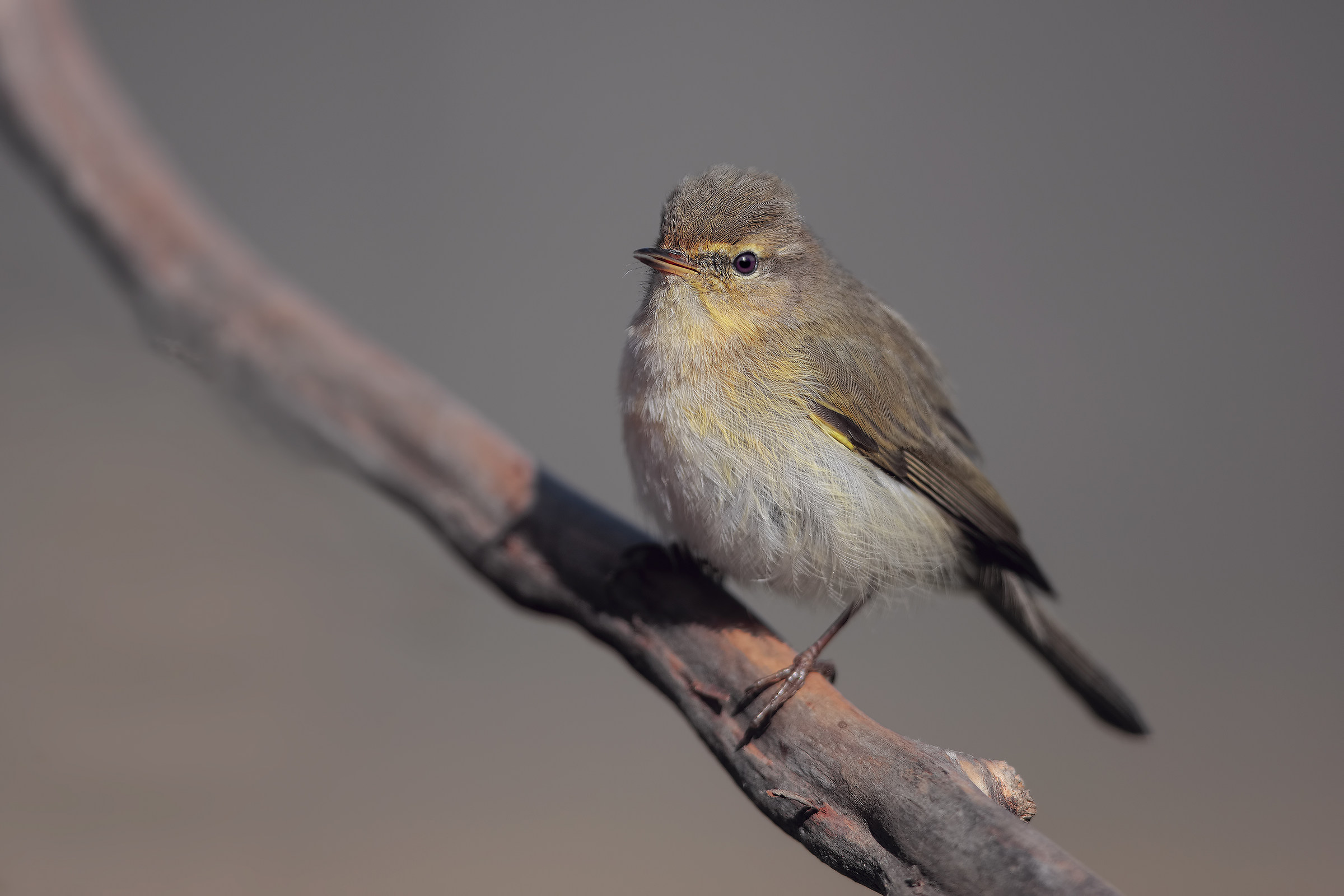 luì piccolo a tutta apertura....2,8