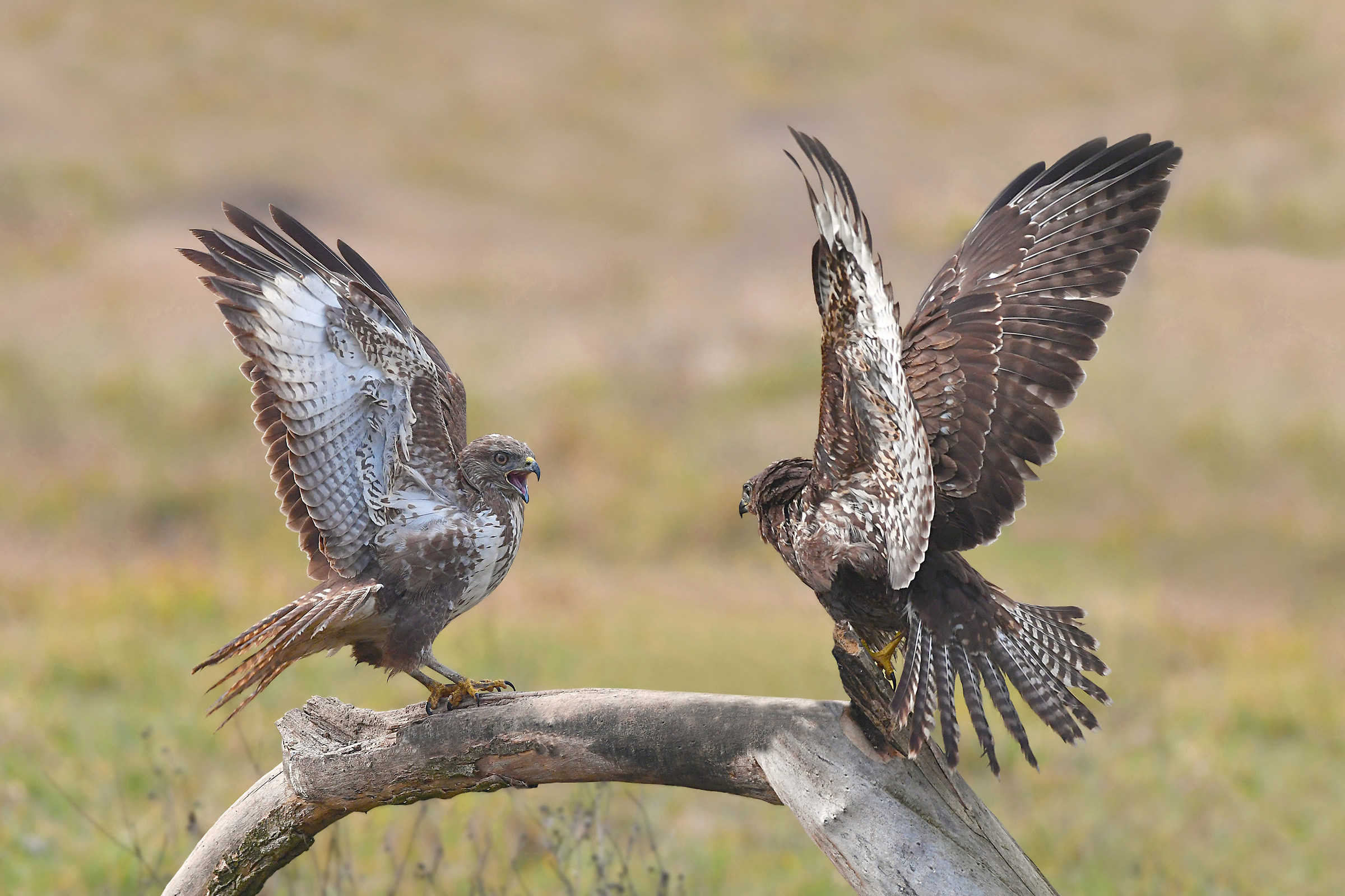 Stories of feathers (Poiana)