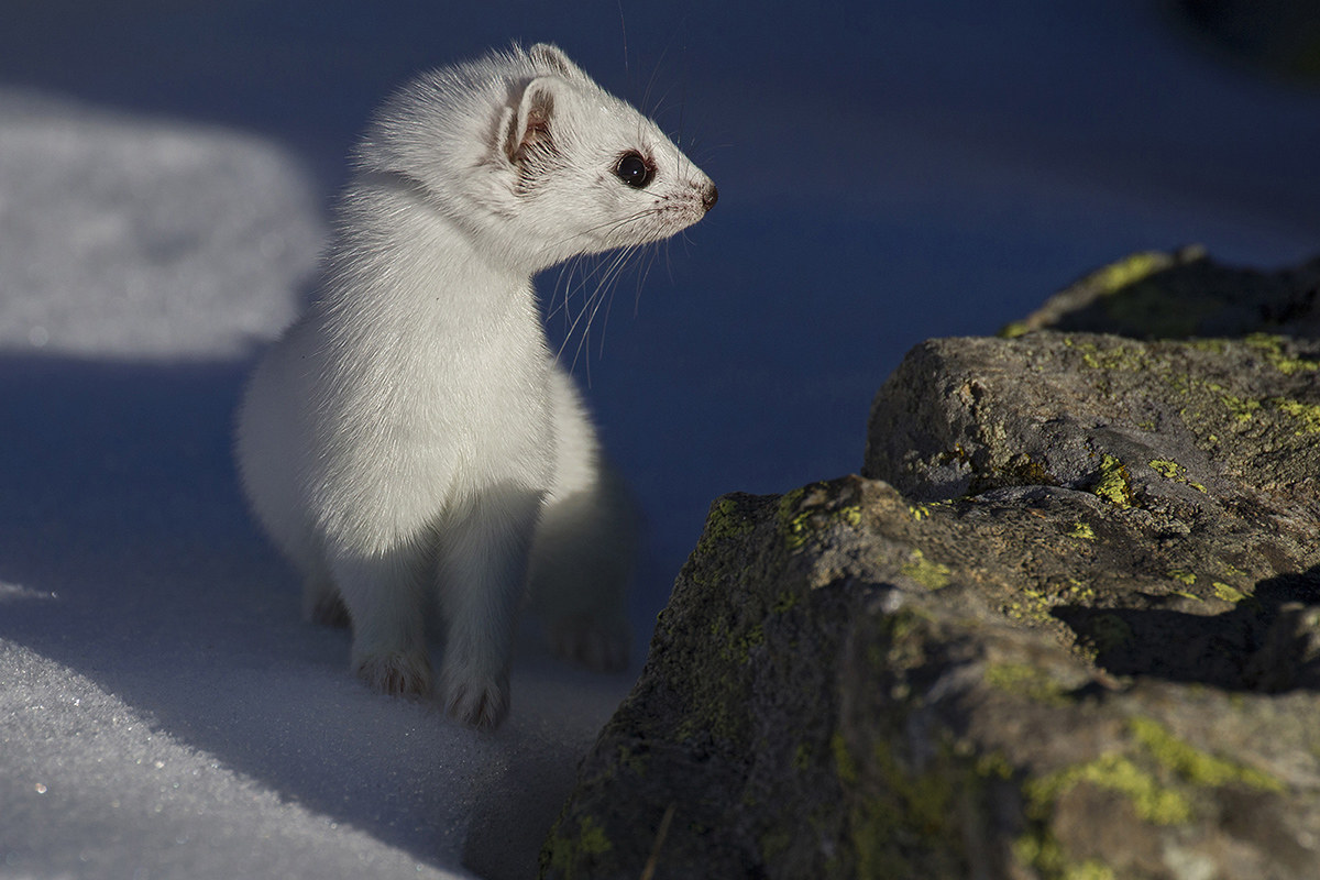 Ermine