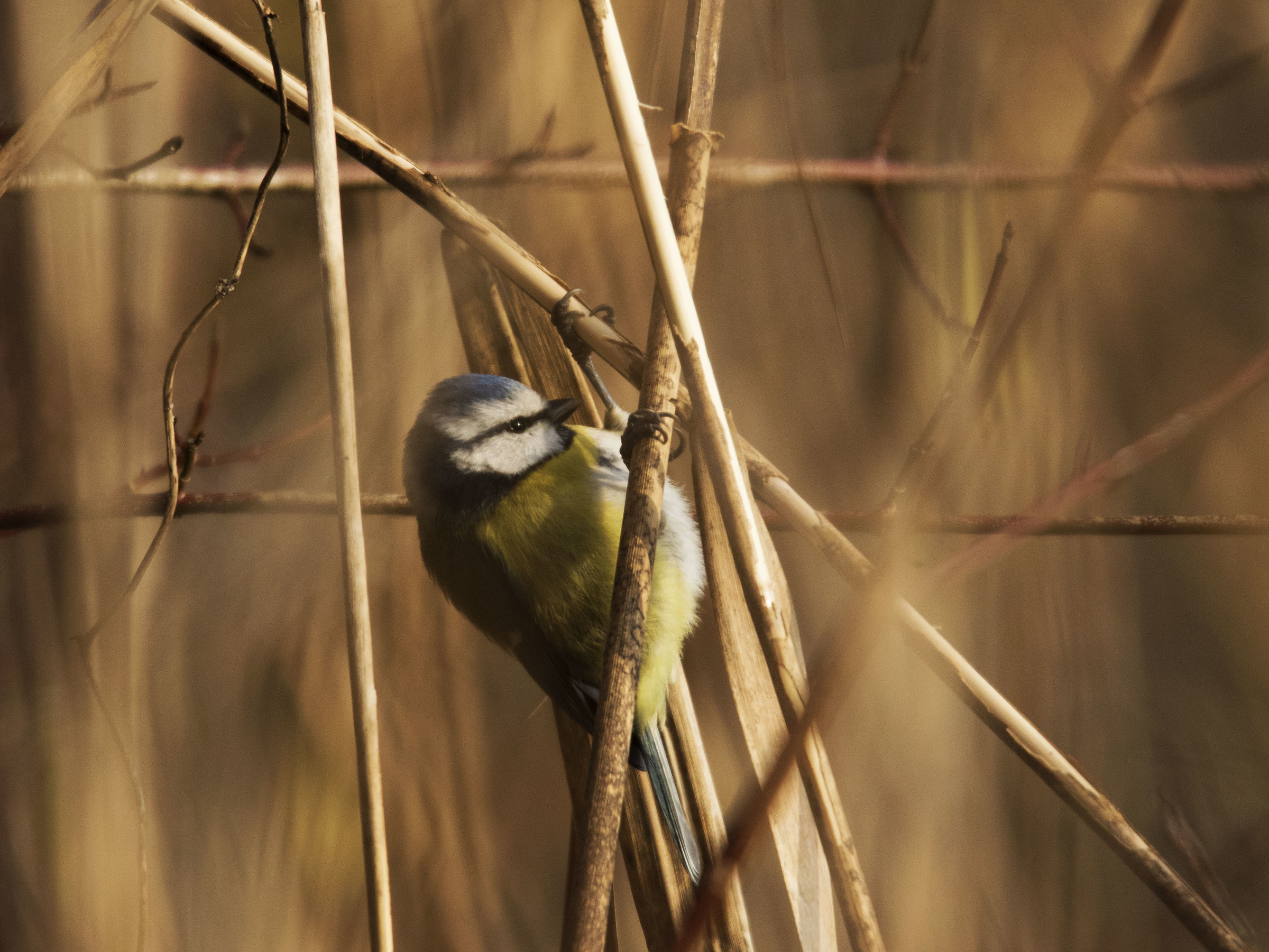 looking for some insect to eat