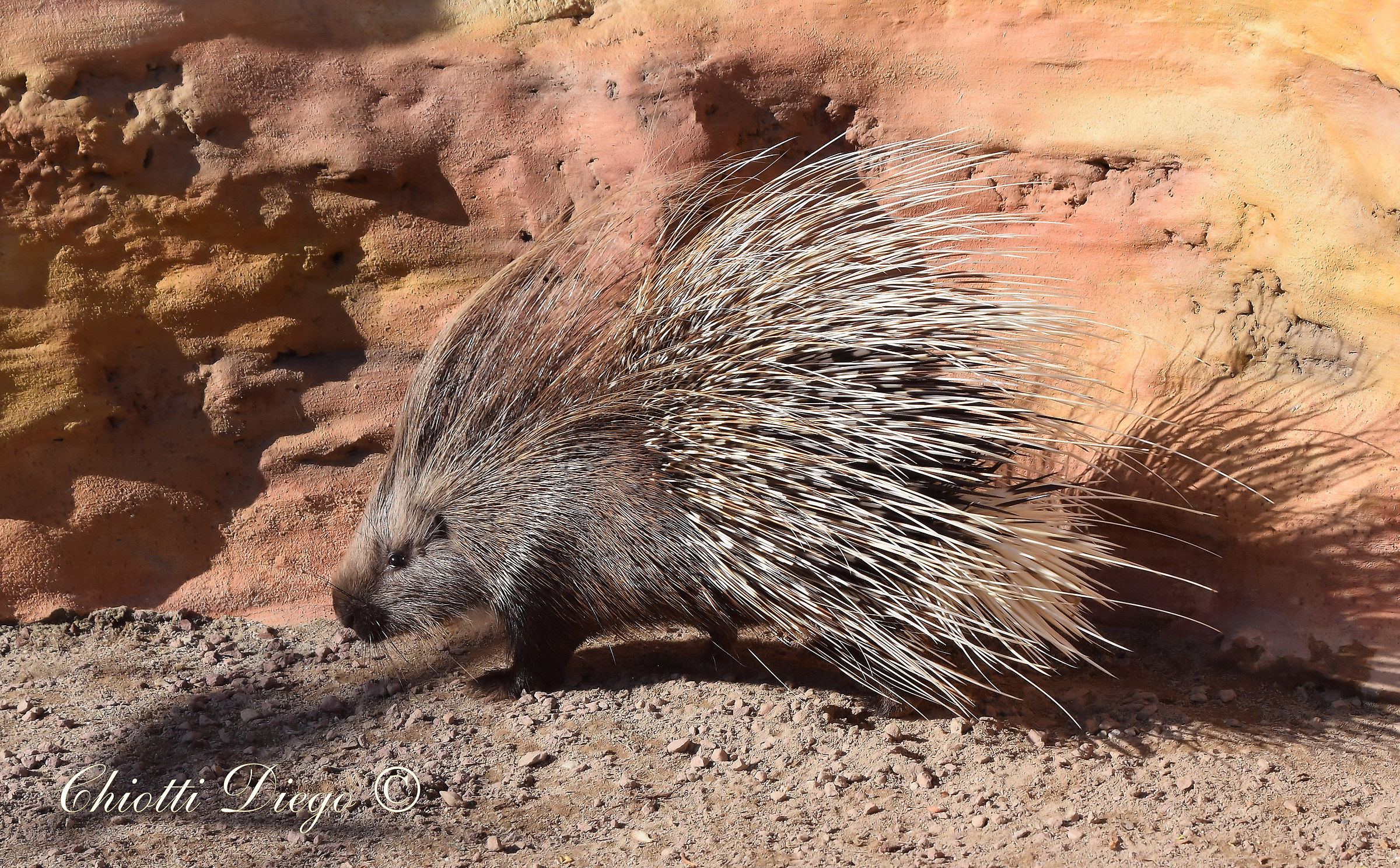 Porcupine