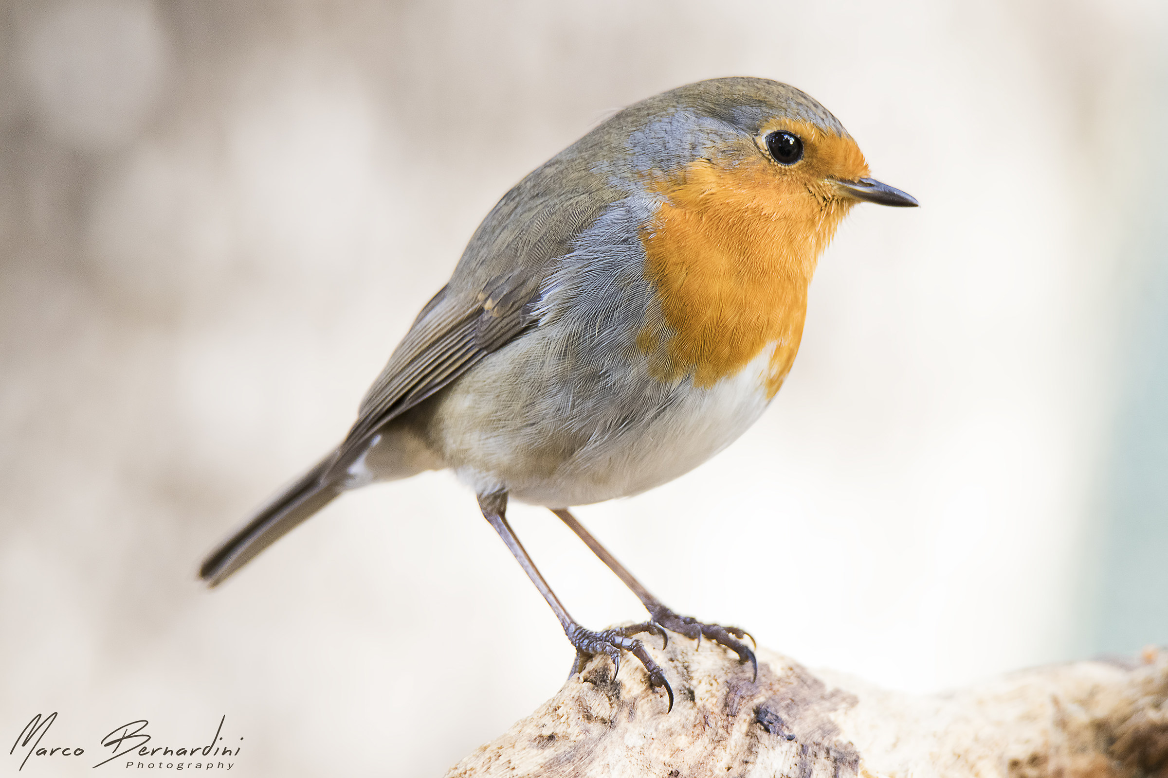 Robin
