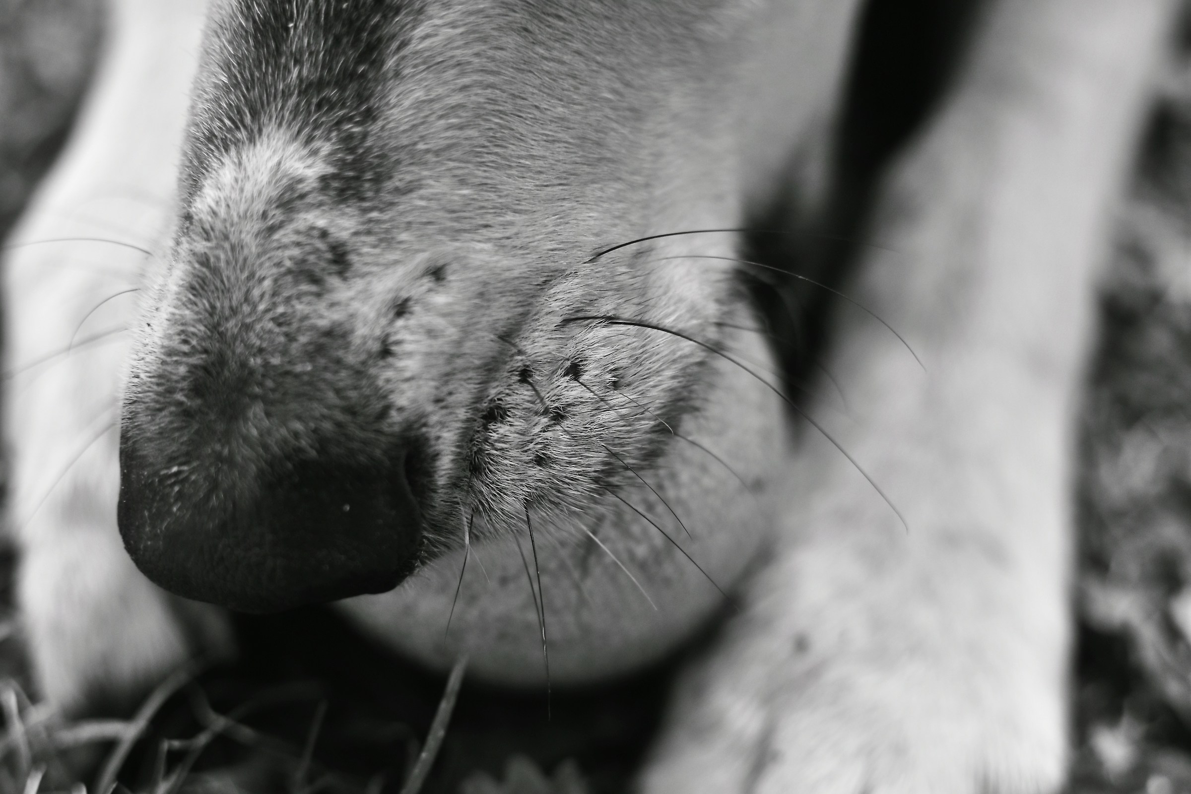 TartufOtto con pallina!
