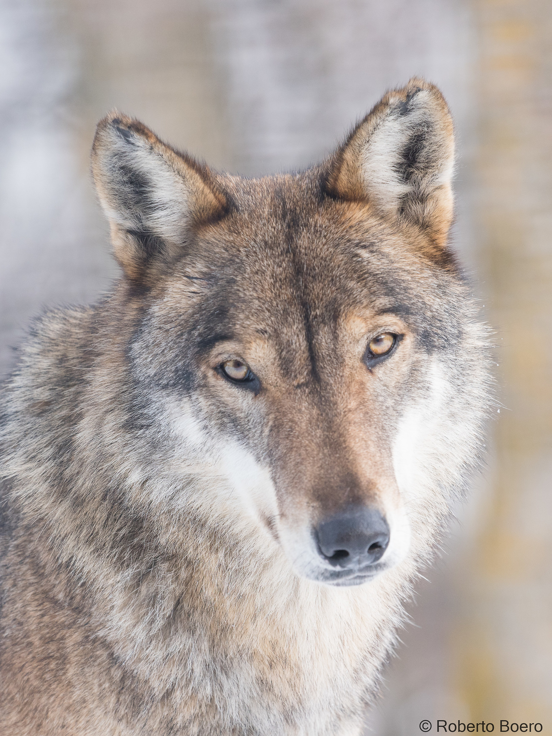 Wolf, alpha male, Center Men and Wolves Entracque