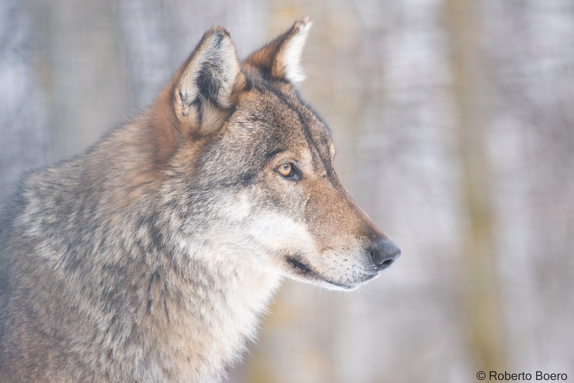 Wolf, alpha male, Center Men and Wolves Entracque