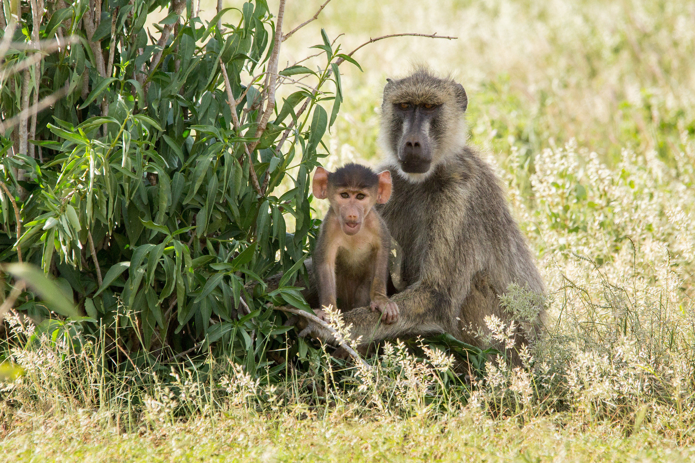 Famigliola nella savana