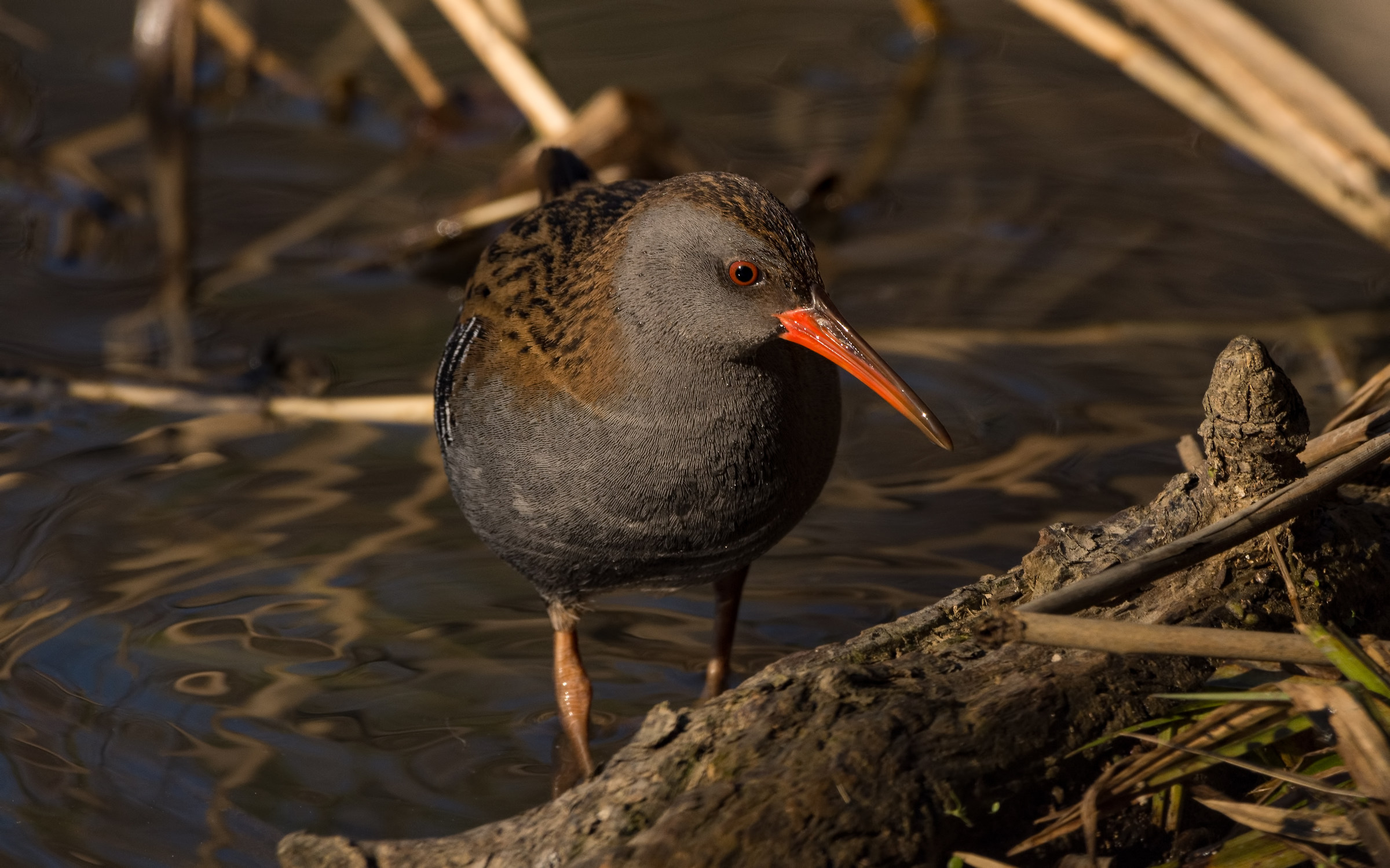 Water Rail