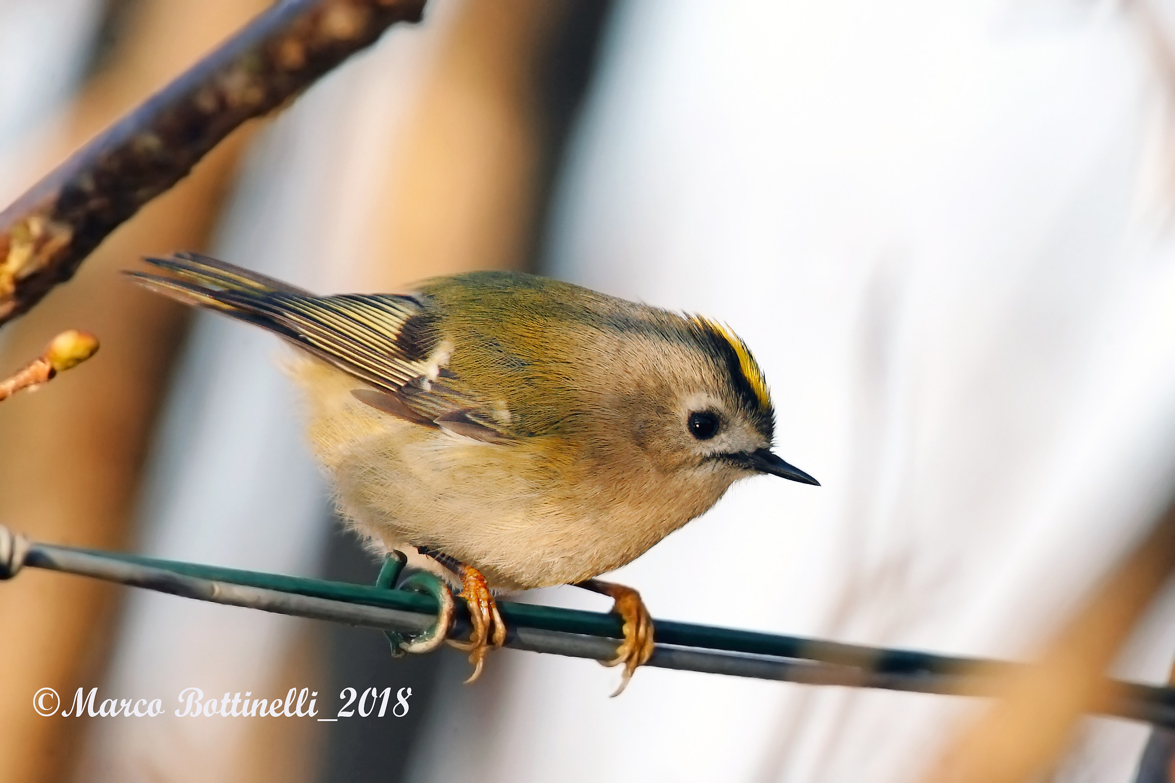 ruler between a thicket of branches
