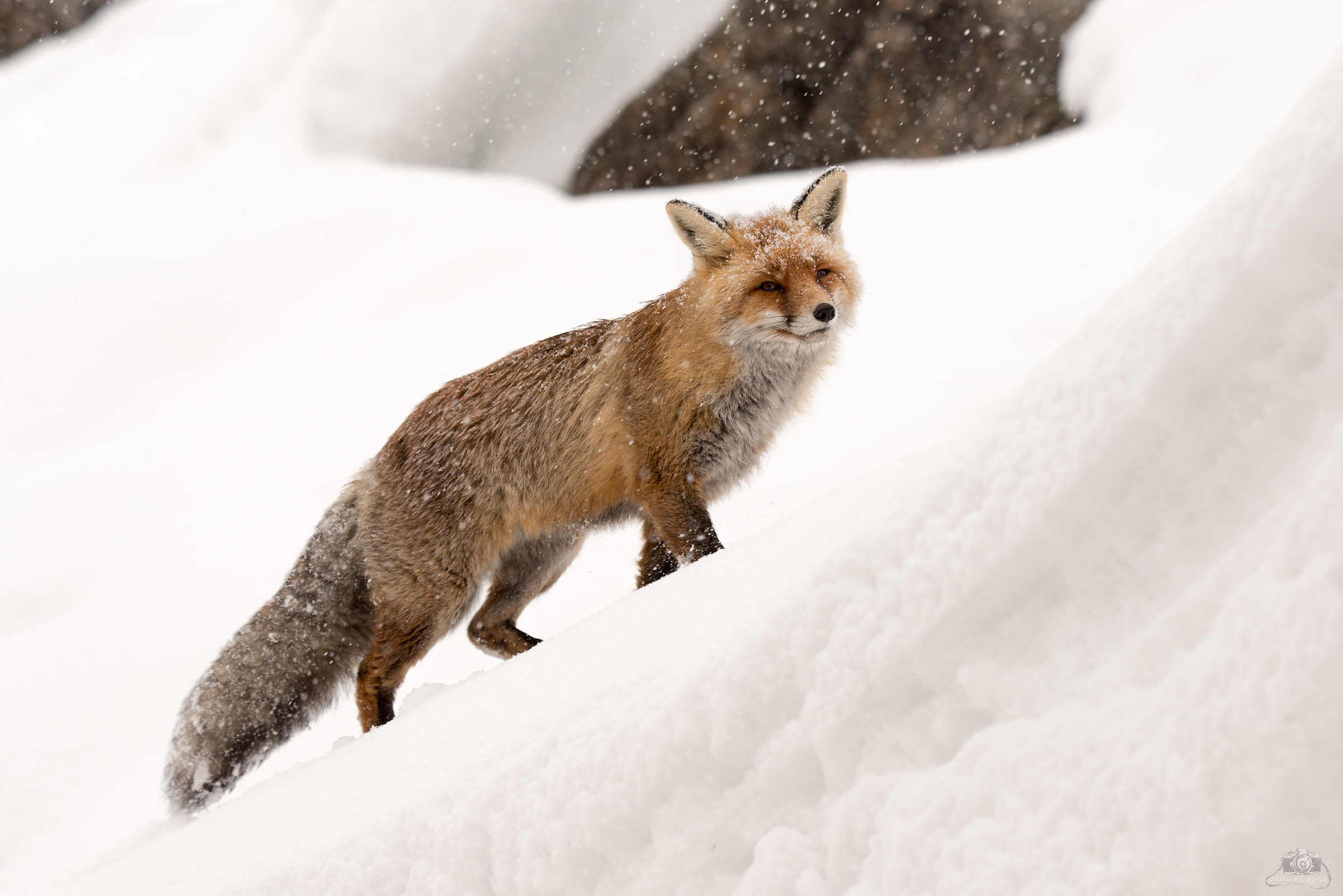 The model of the Gran Paradiso National Park