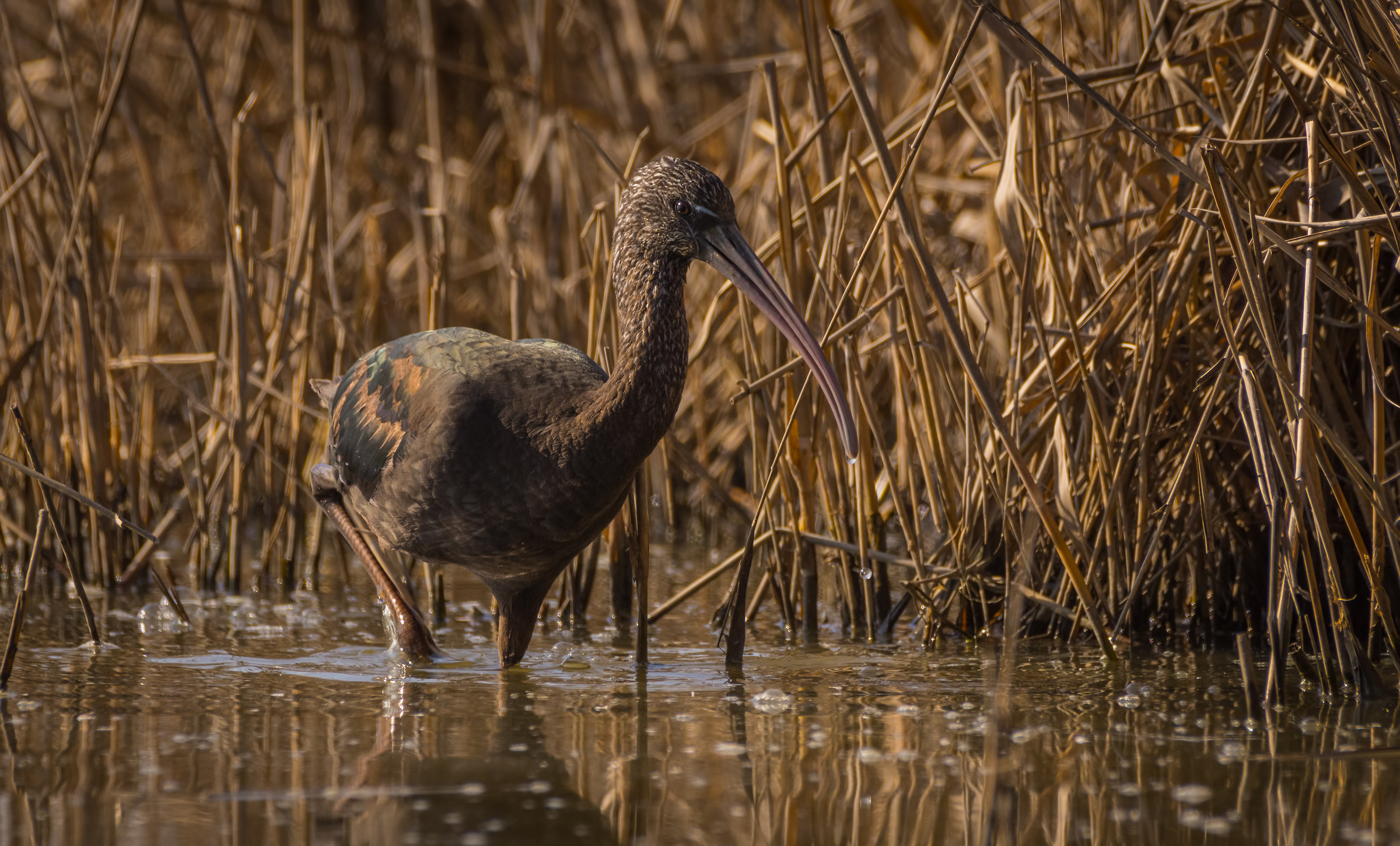 Glossy Ibis