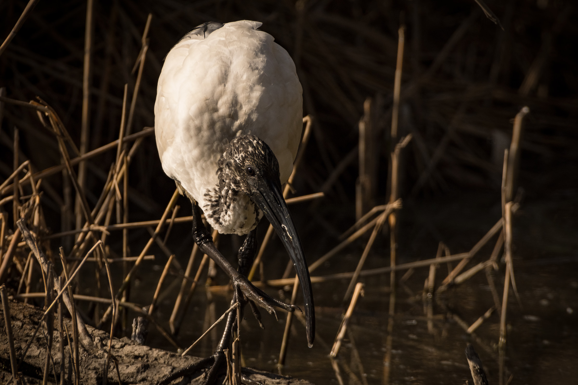 Sacred Ibis