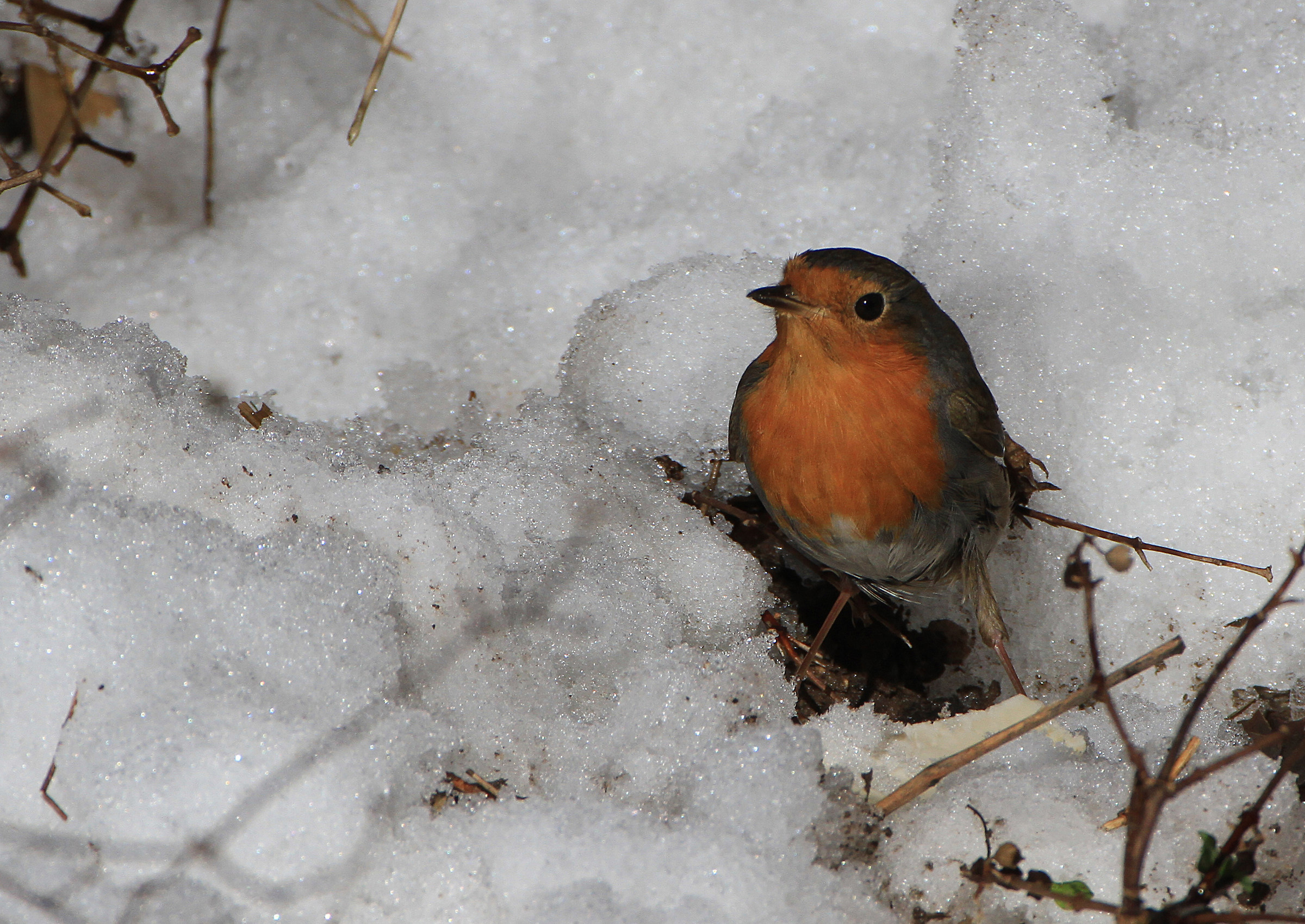 Pettirosso digging in the snow