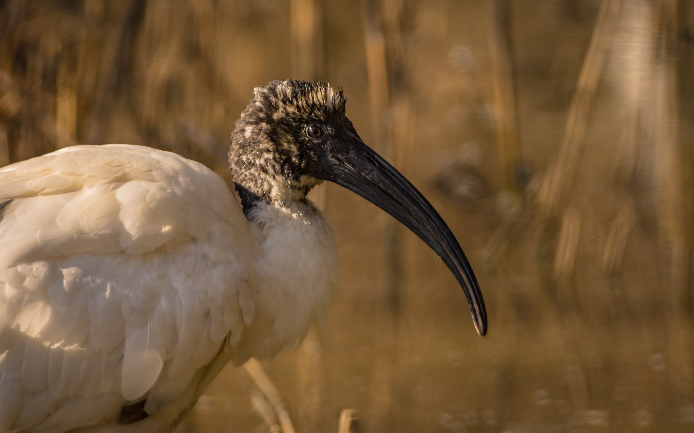 sacred ibis