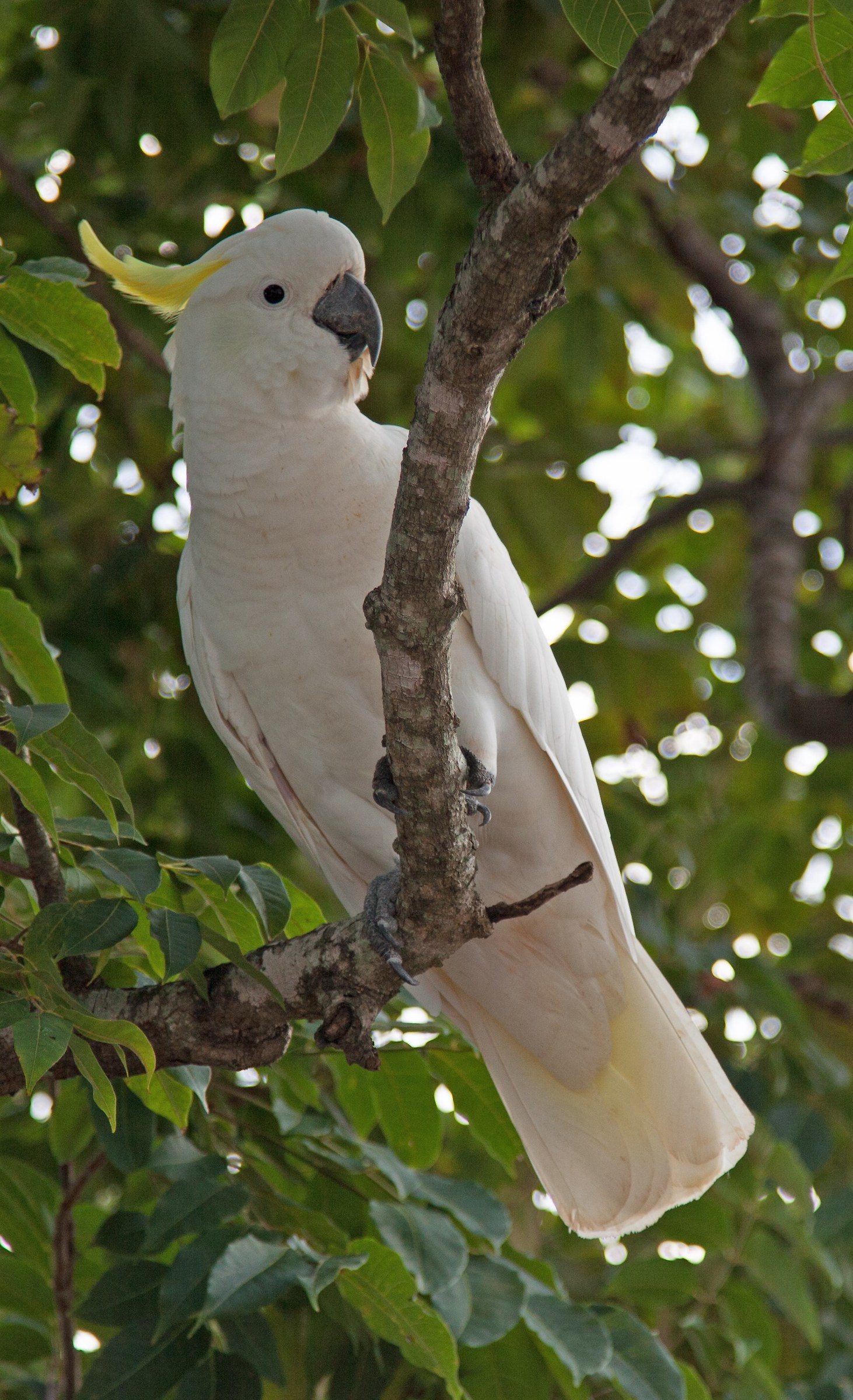 Sulphur Crested Cockatoo