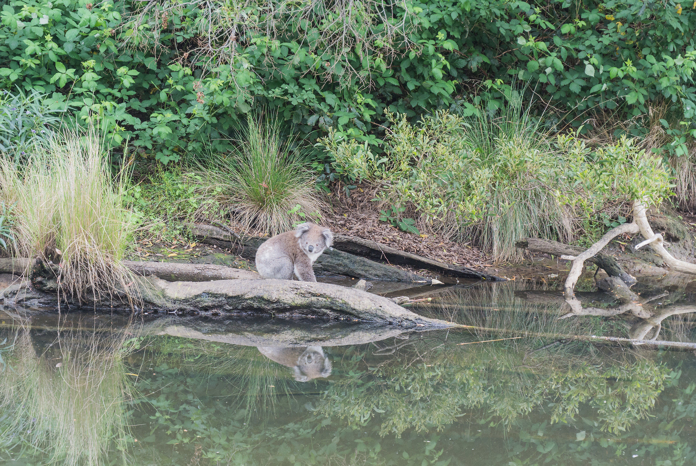 Koala is reflected in the Kenneth River