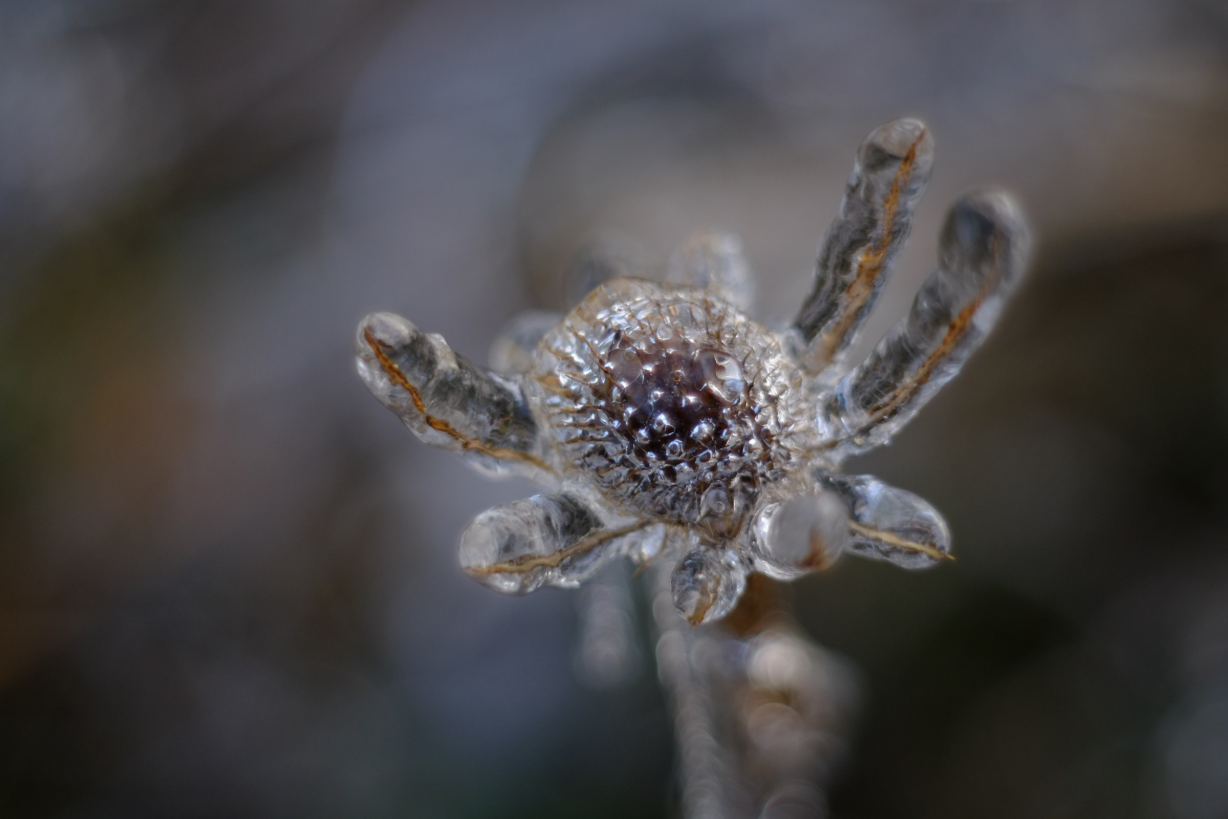 iced teasel, meyer goerlitz 50mm