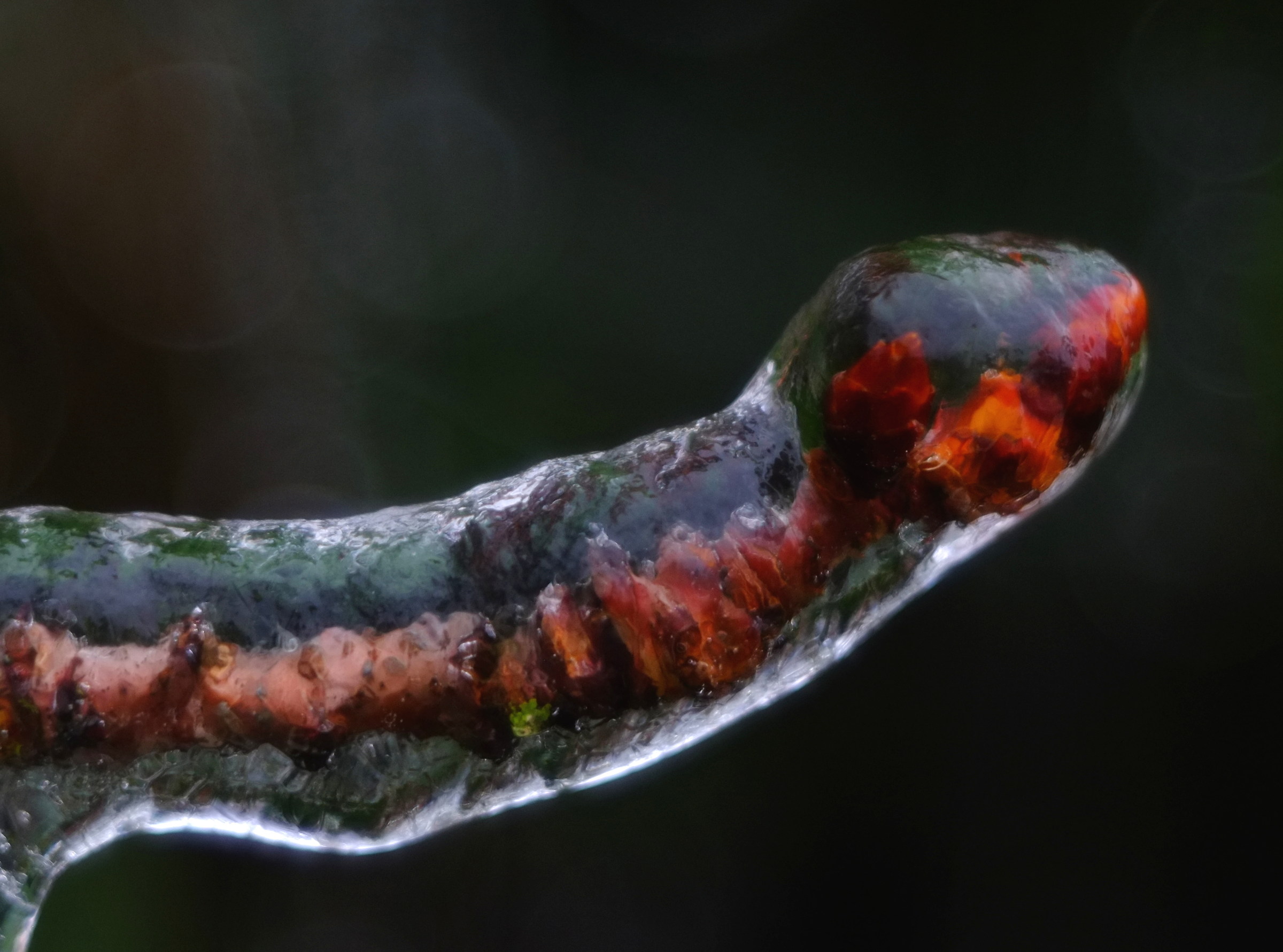 cherry sprig, diaplan 80