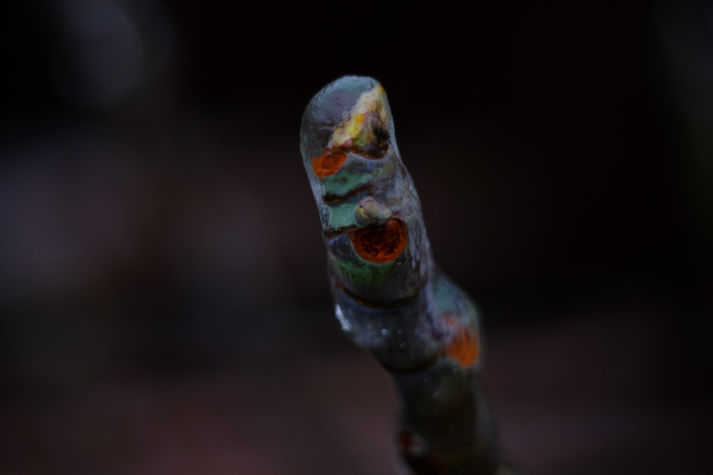 fig face 2, kiron 105mm