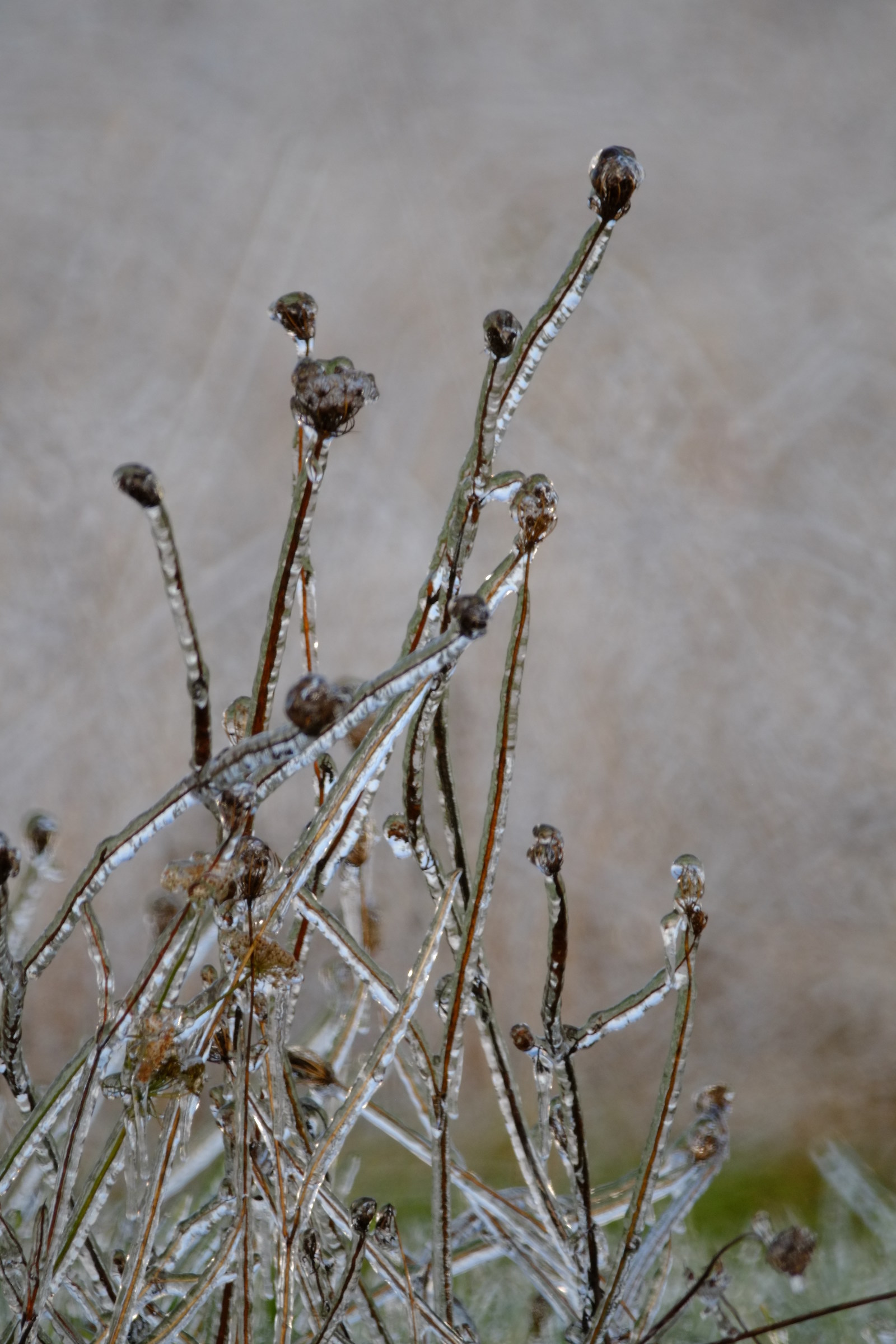 queen anne in ice, tamron 500 mirror