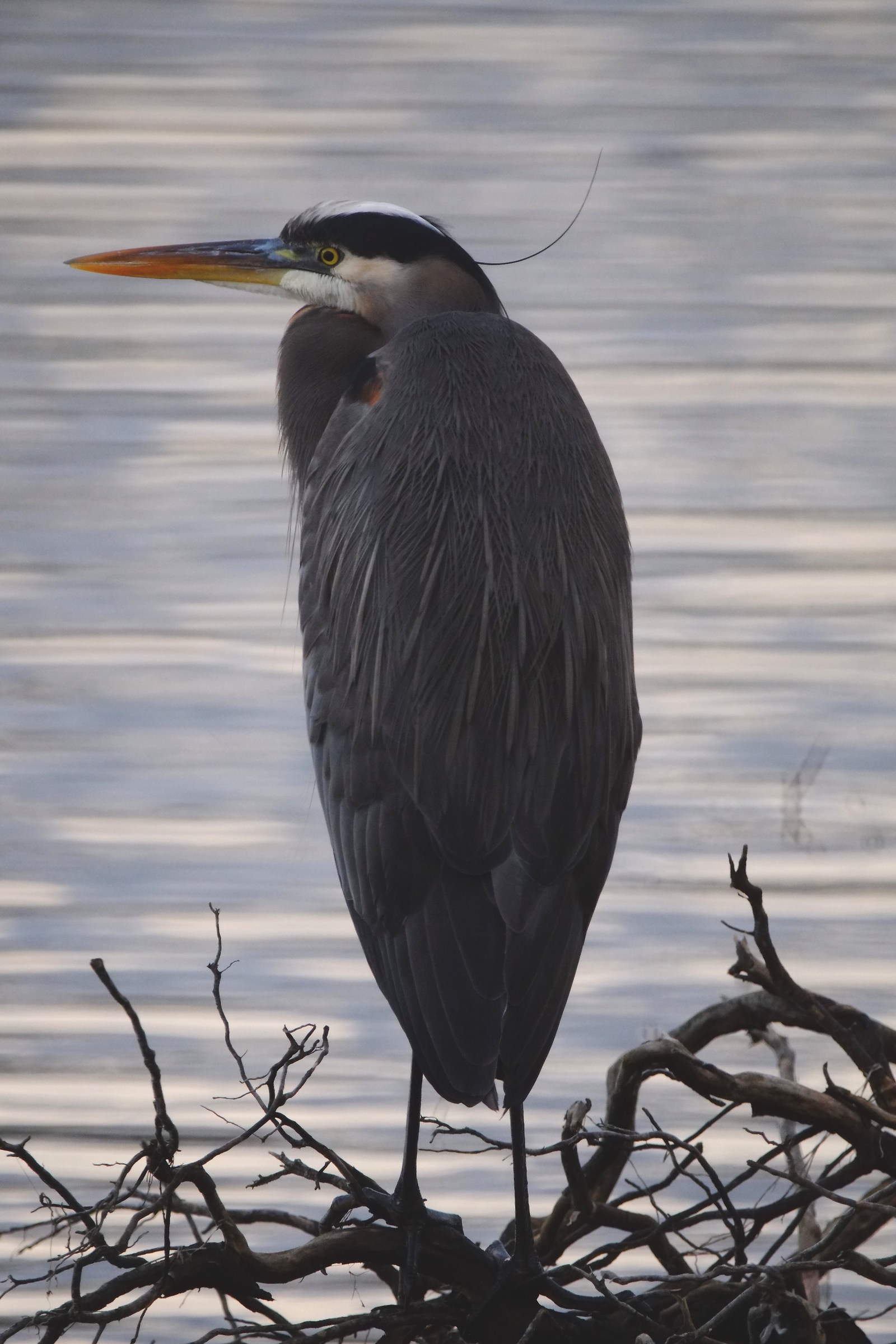 waiting for spring, tamron 500 mirror