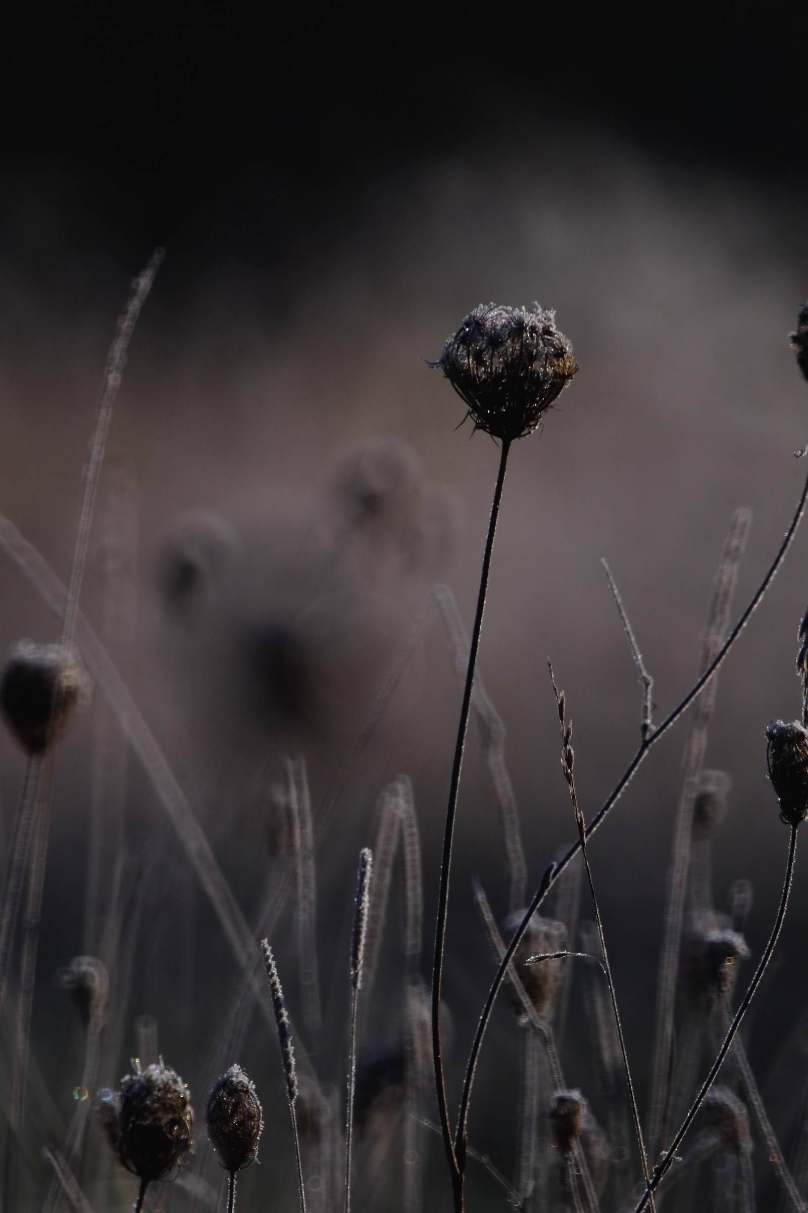 gelo 1, specchio tamron 500