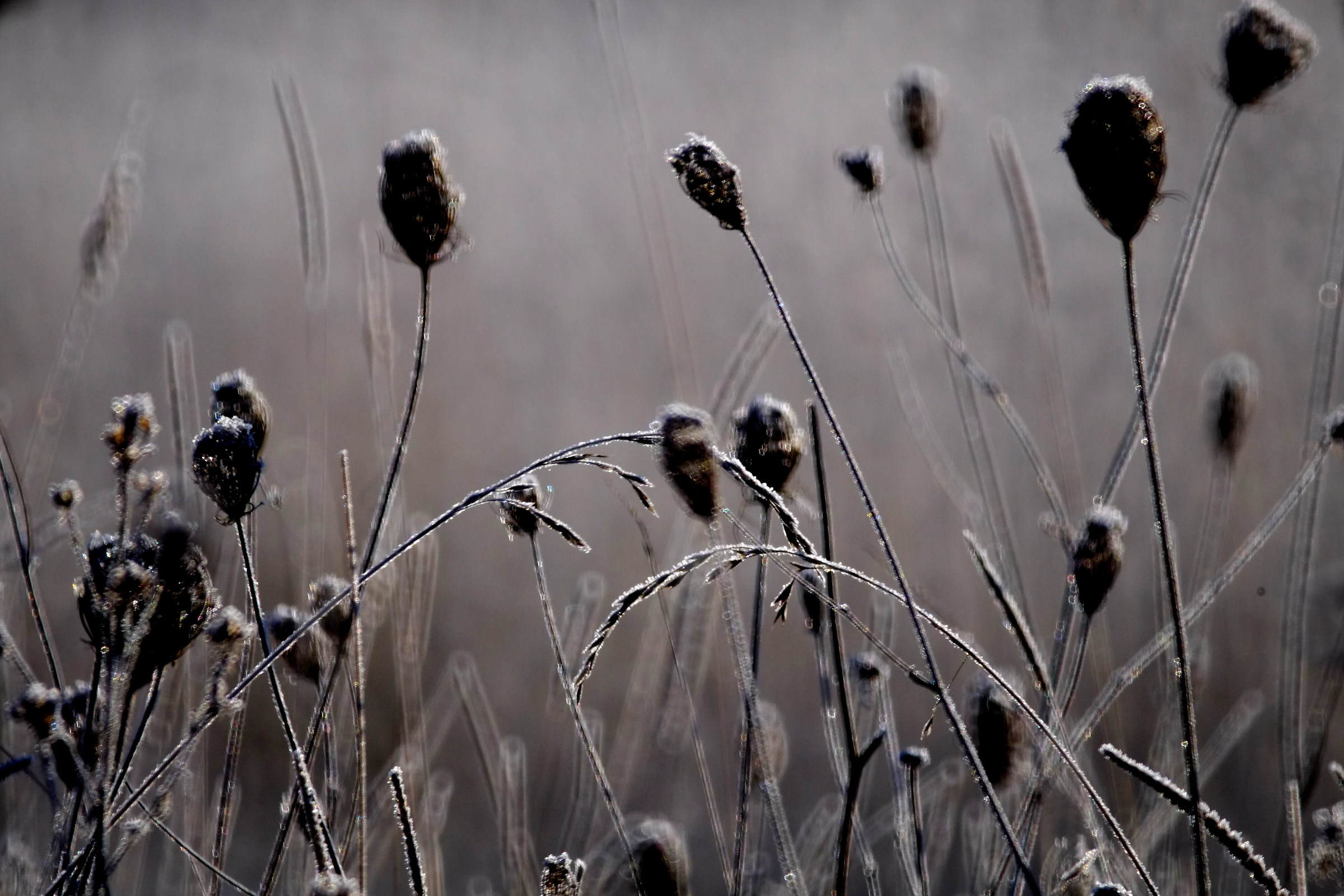 frost 2, tamron 500 mirror