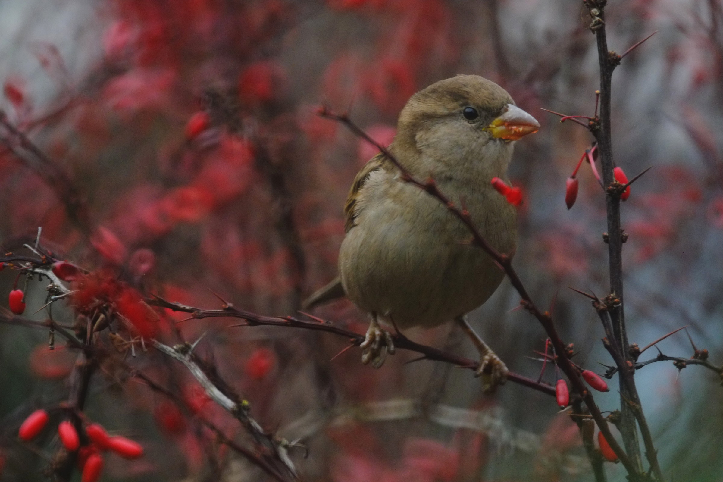 winter treats, tamron 500 mirror