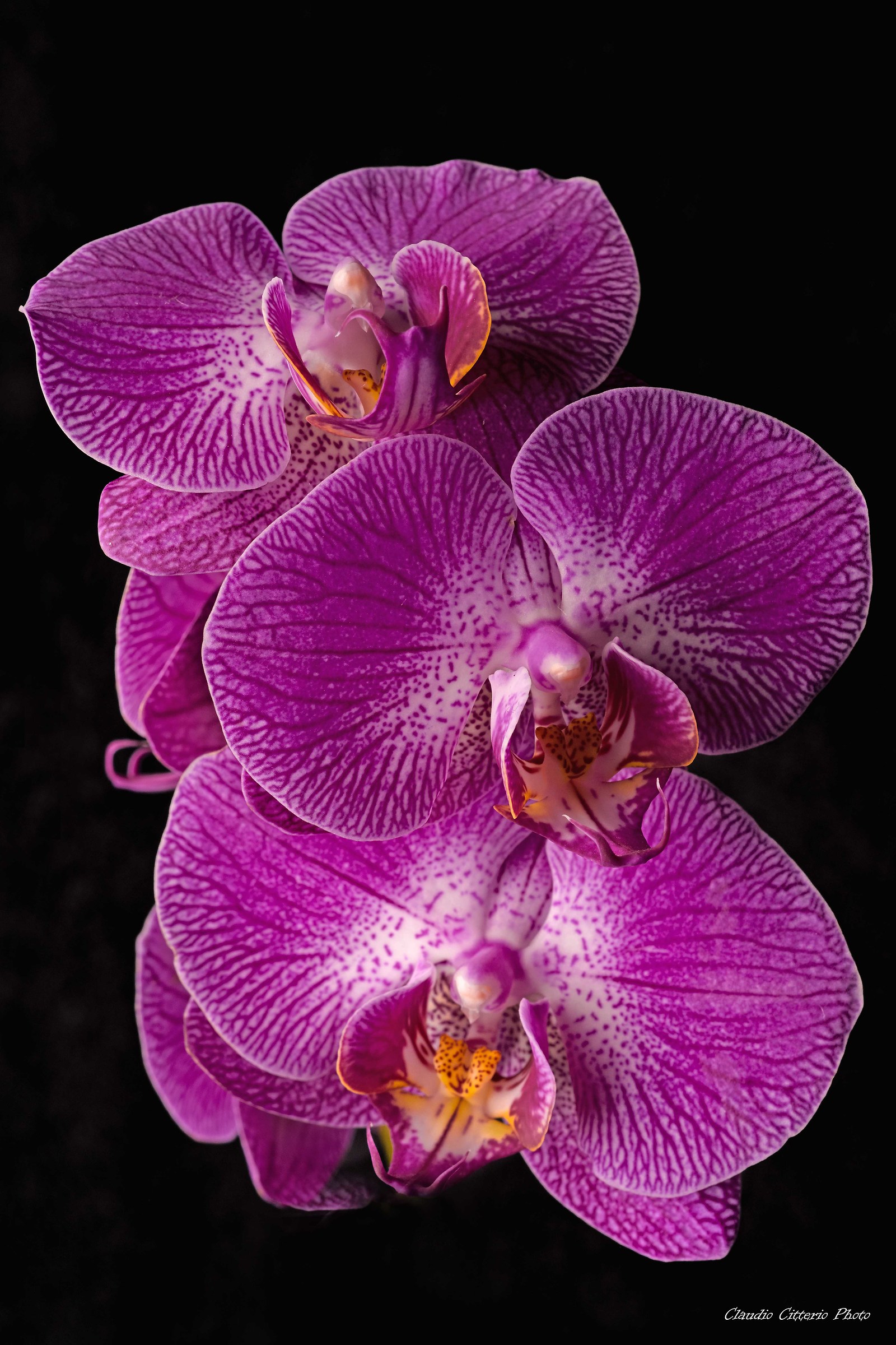 Orchidea