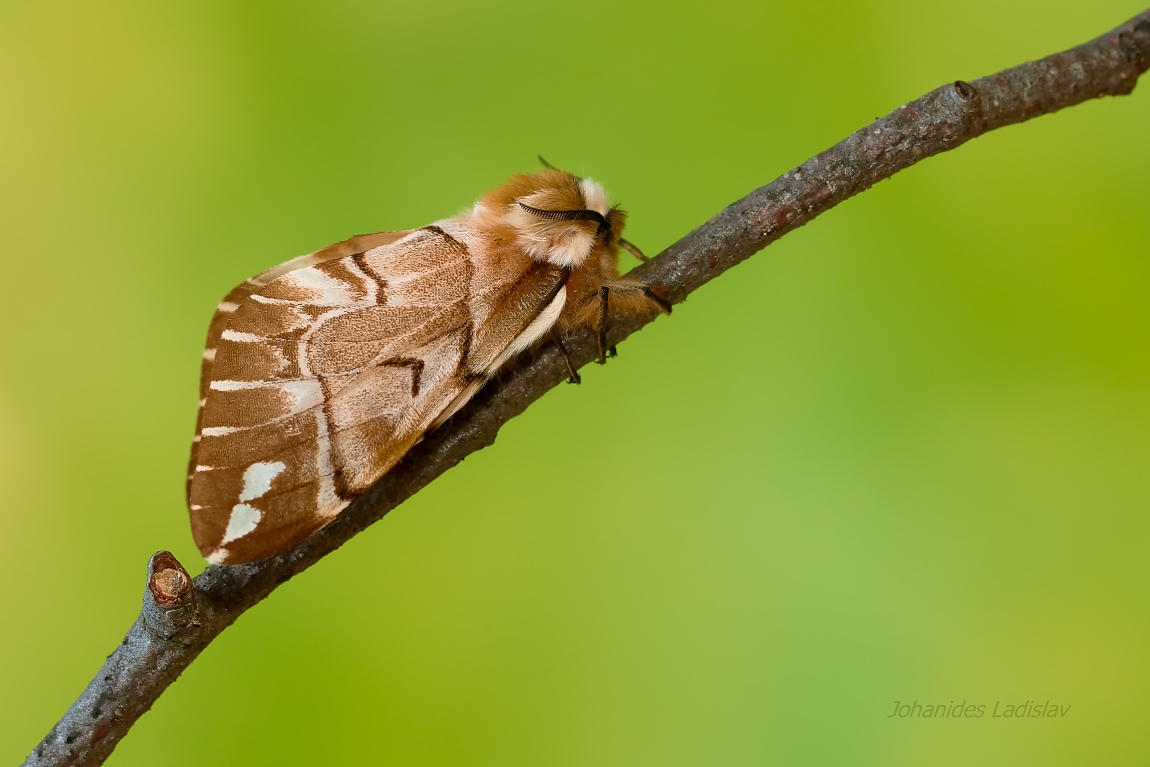 Endromis versicolora (female)