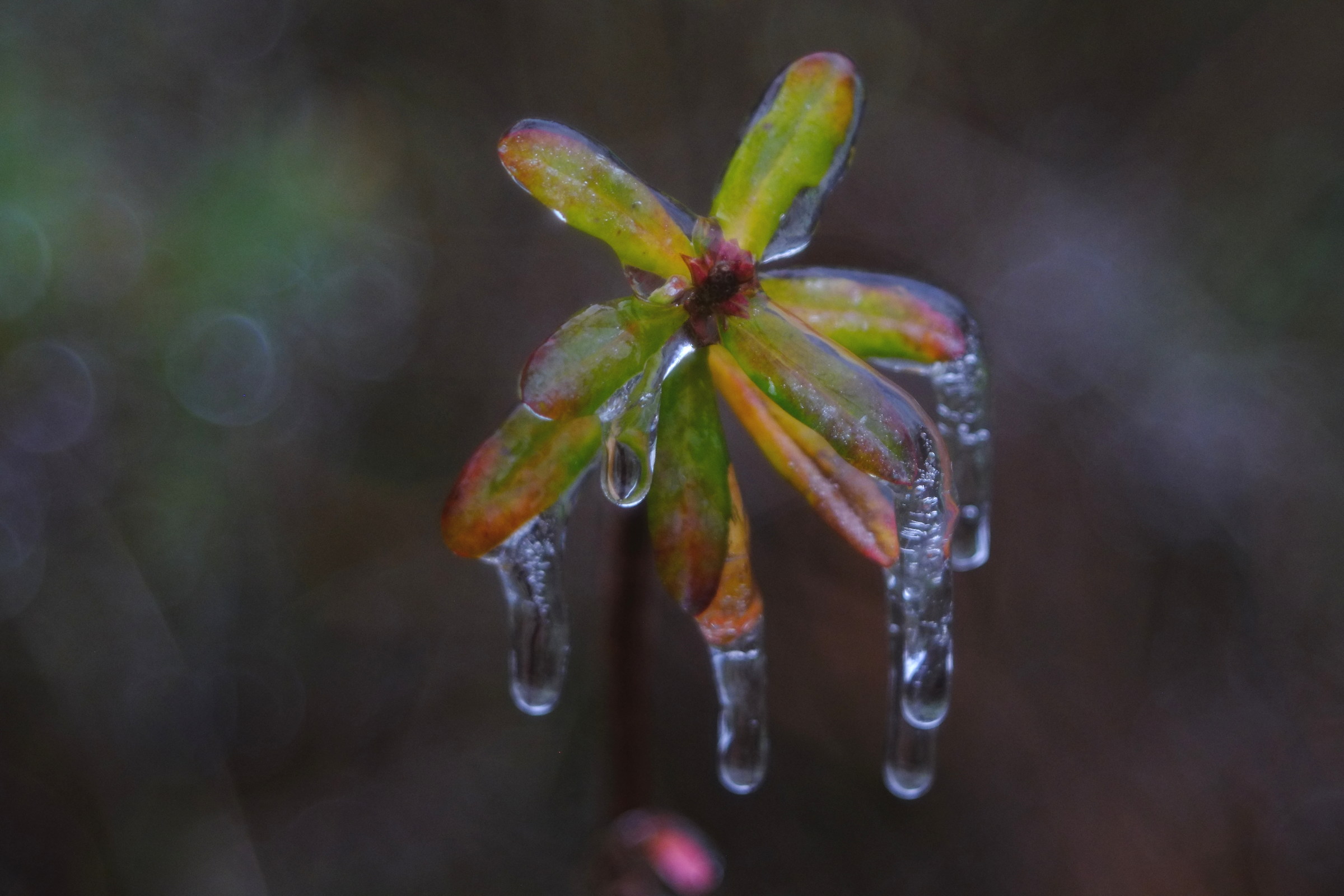 daphne in ghiaccio, diaplan 80