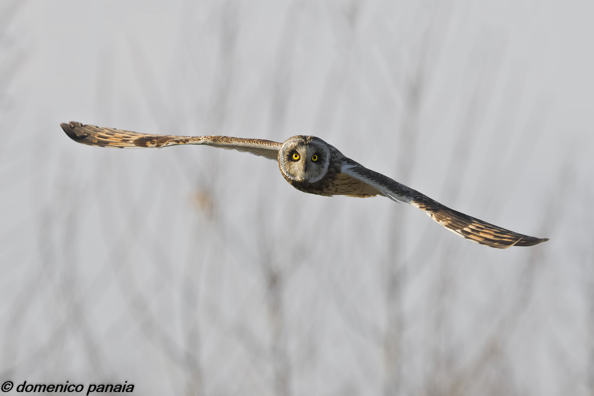 un sogno che si avvera