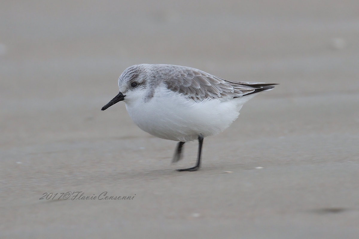 La corsa del tridattilo