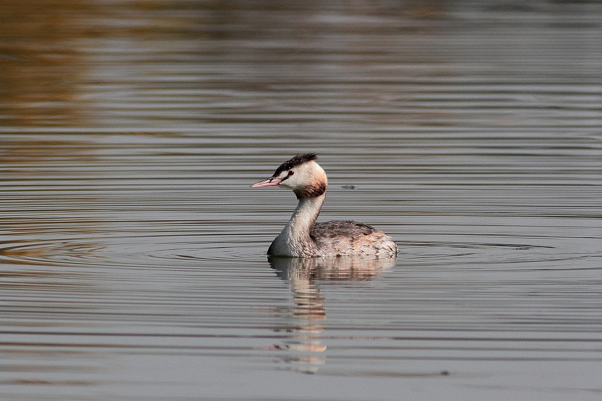 Looking for great crested