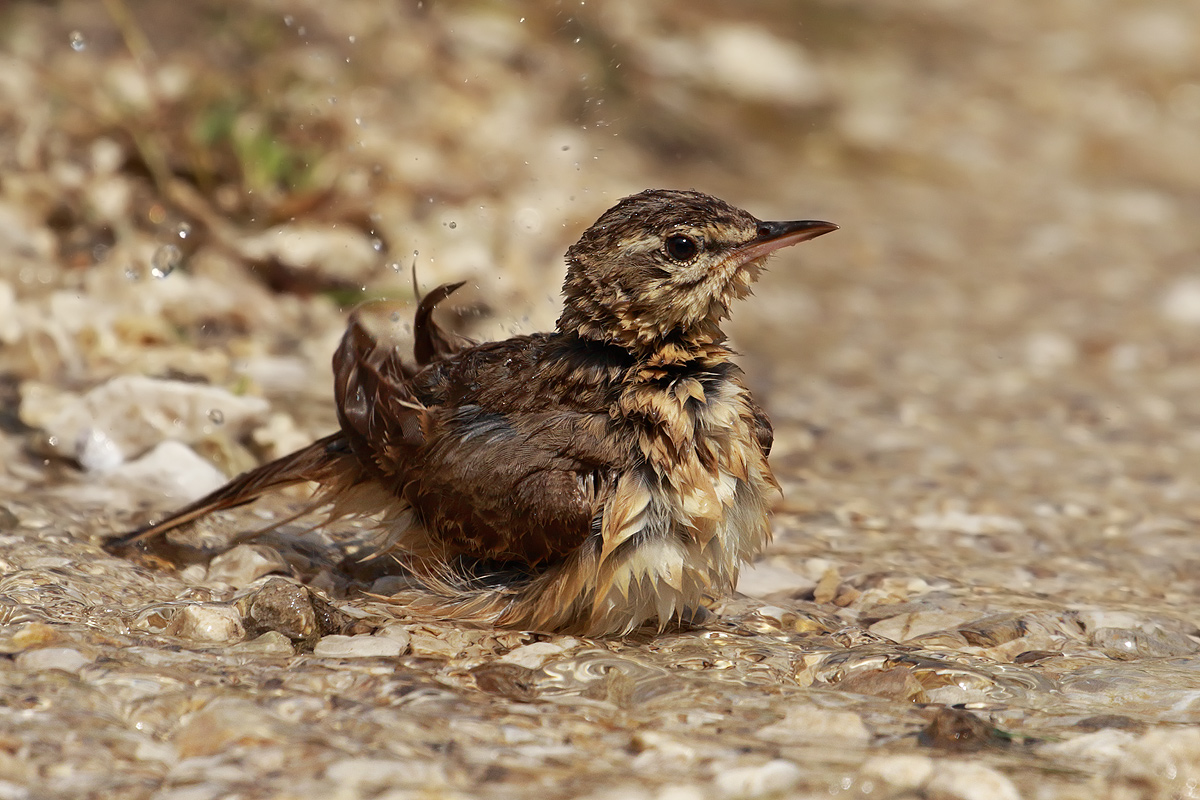 Tawny Pipit
