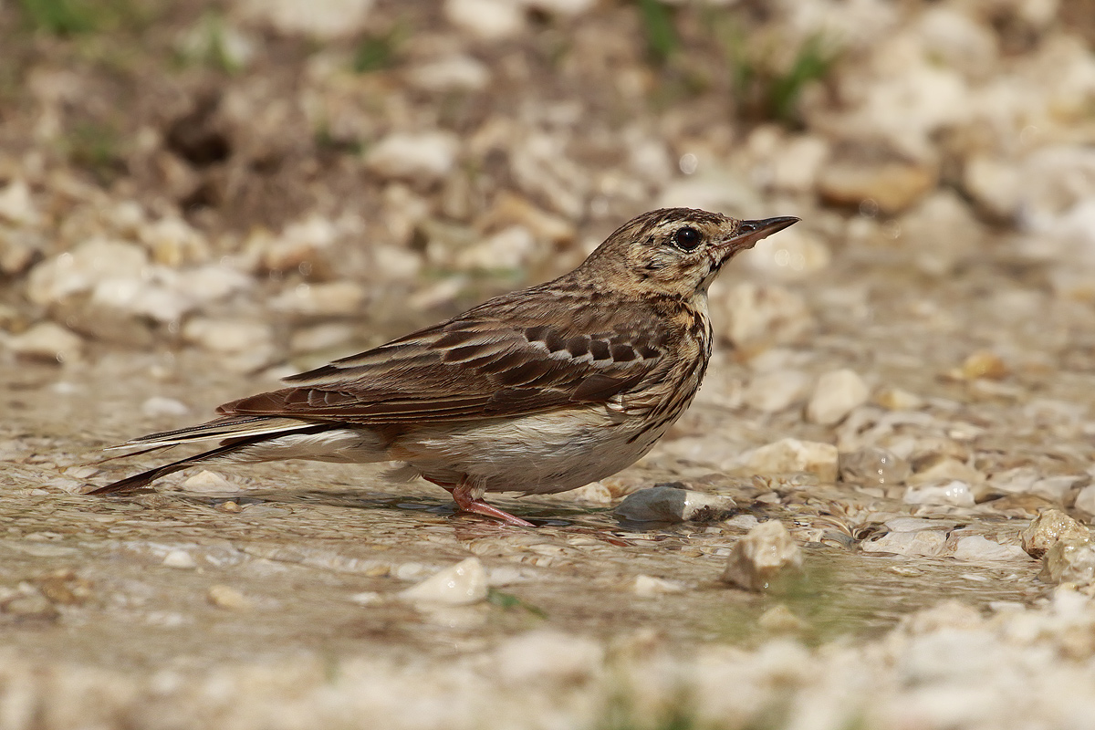 Tawny Pipit