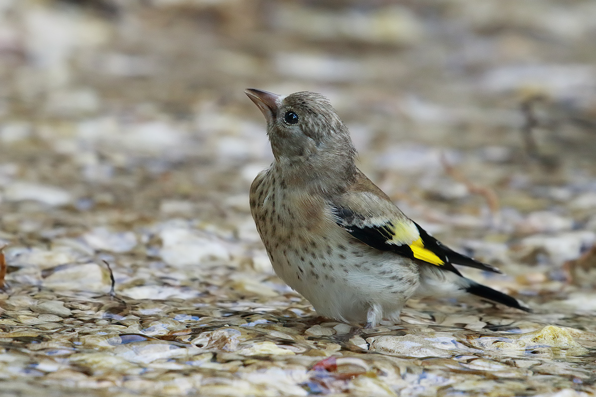 Young goldfinch