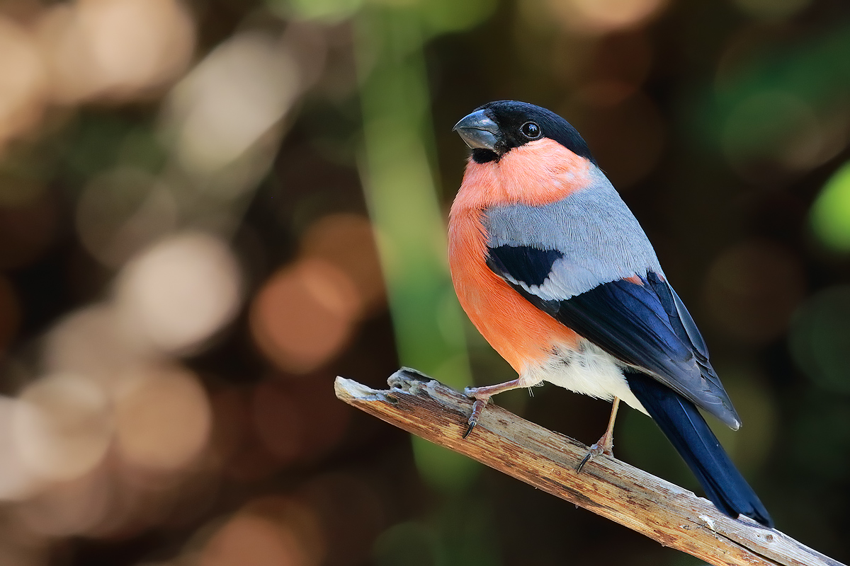 Bullfinch
