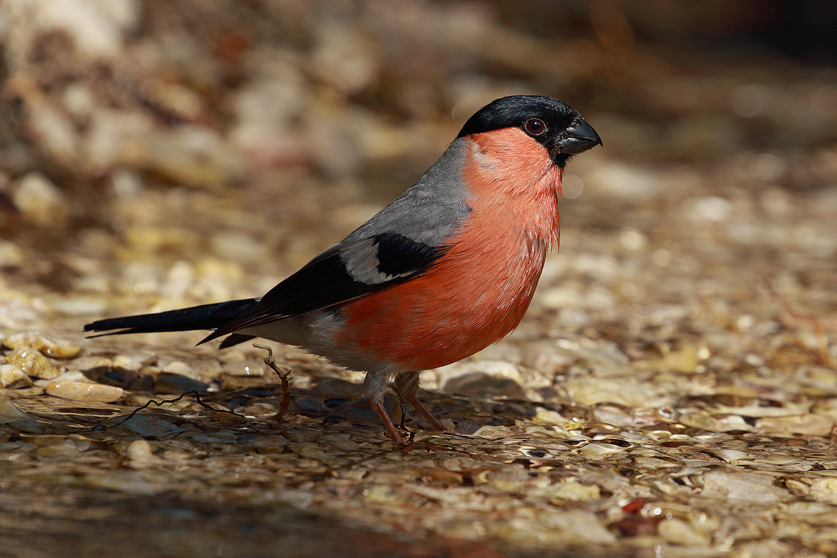 Bullfinch