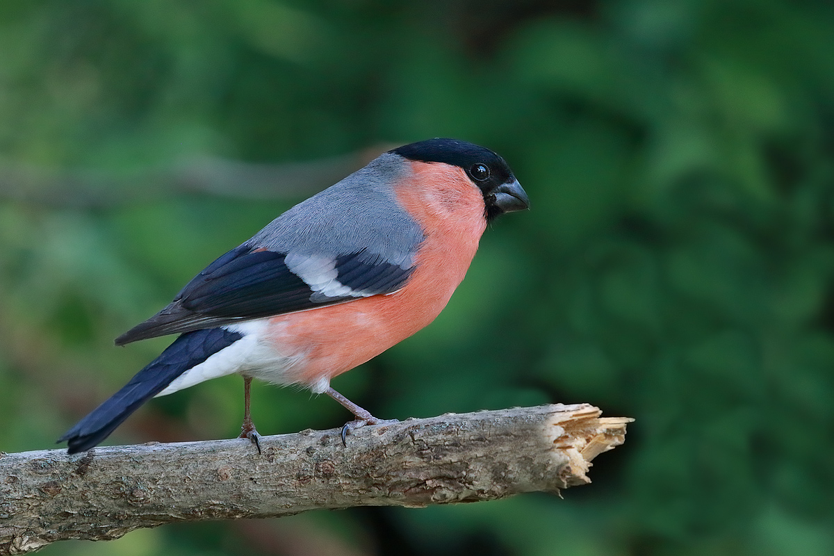 Bullfinch