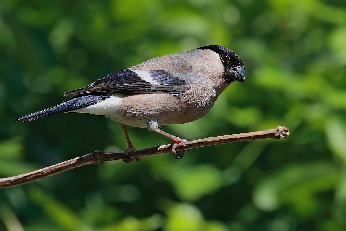 Female bullfinch